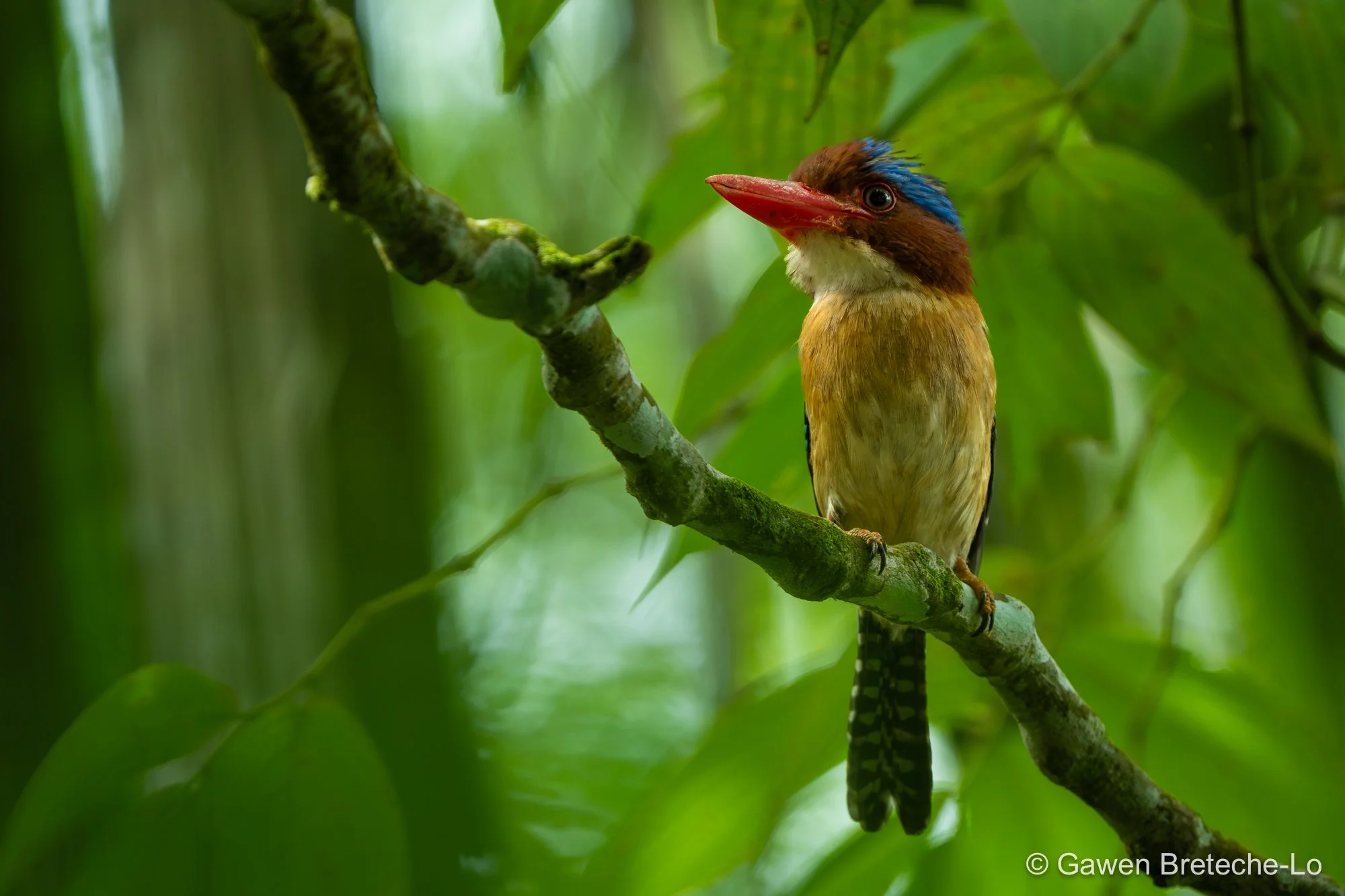 Banded Kingfisher (Lacedo pulchella), Pahang, Malaysia 2026