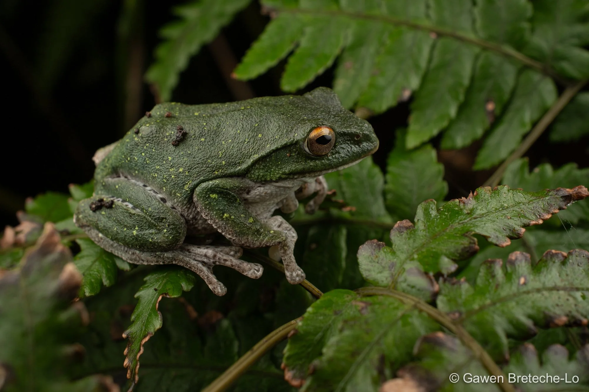 Mountain Treefrog (Zhangixalus dorsoviridis), North Vietnam 2026