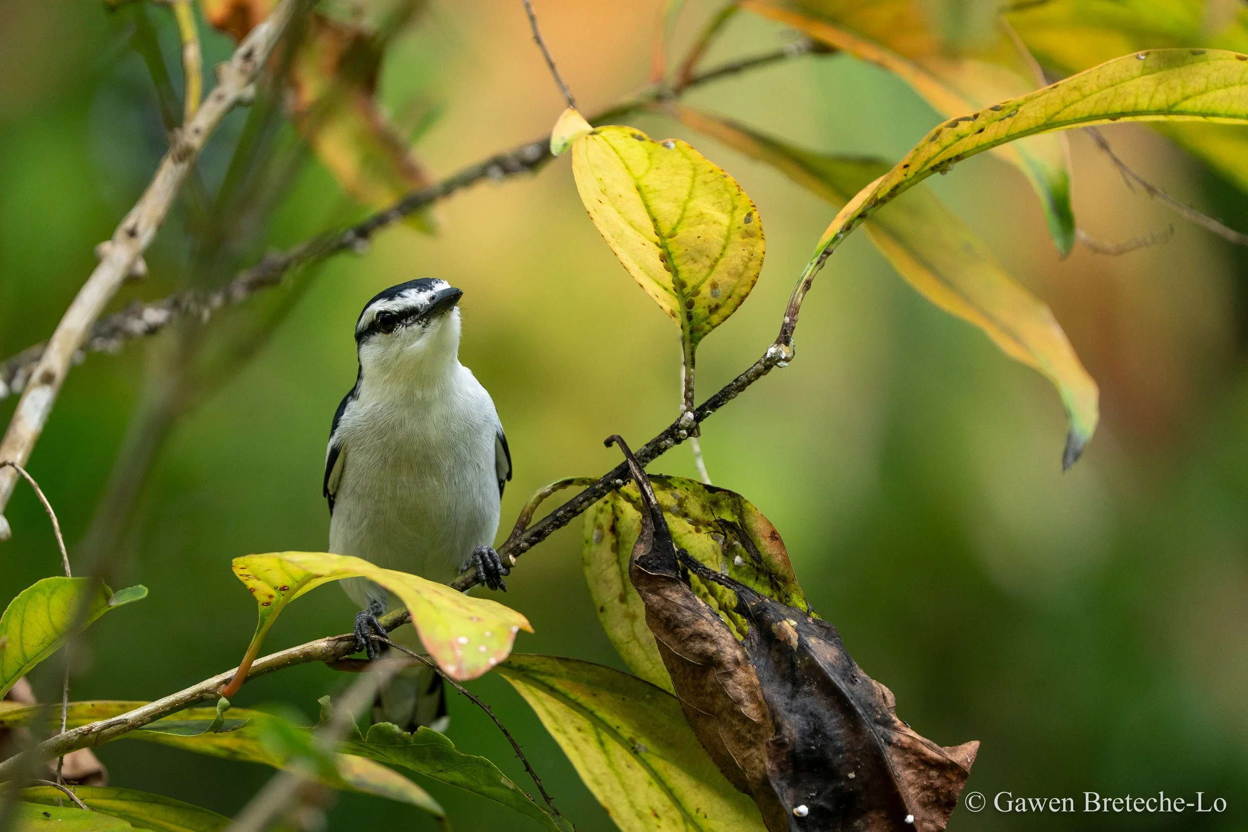 Pied Triller (Lalage nigra), Sarawak, Borneo 2026