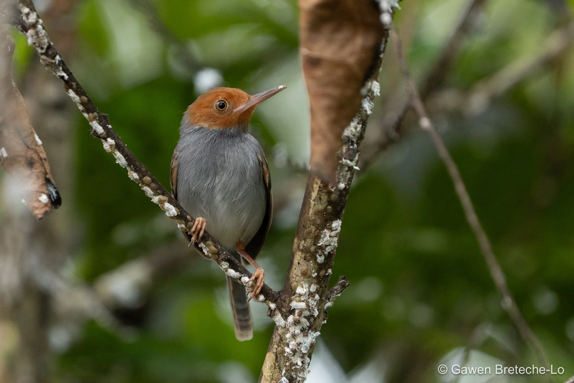 Ashy Tailorbird (Orthotomus ruficeps), Sarawak, Borneo 2026