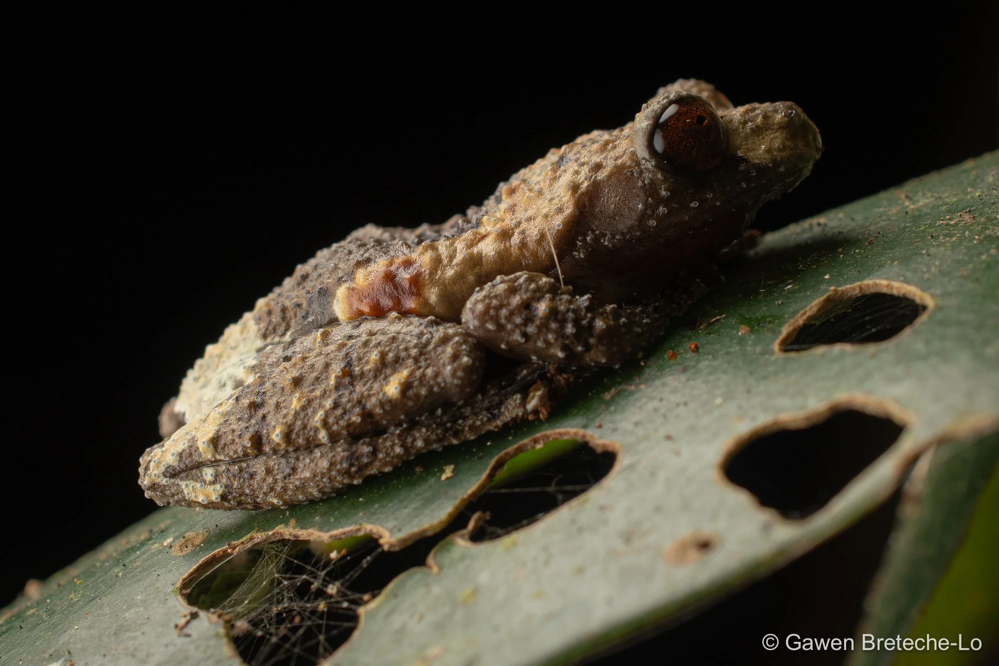 Dotted Bubble-nest Frog (Theloderma albopunctatum), North Vietnam 2026