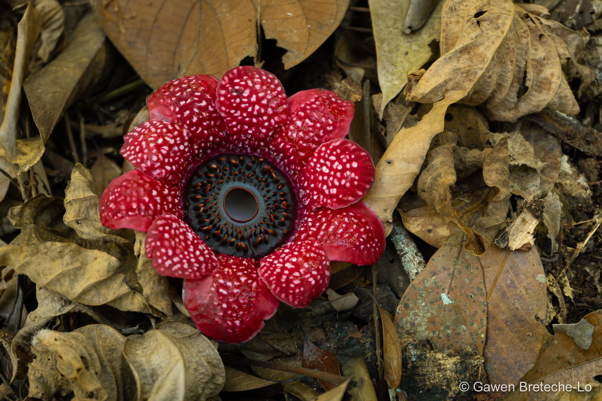 Himalayan Sapria (Sapria himalayana), Central Vietnam 2026