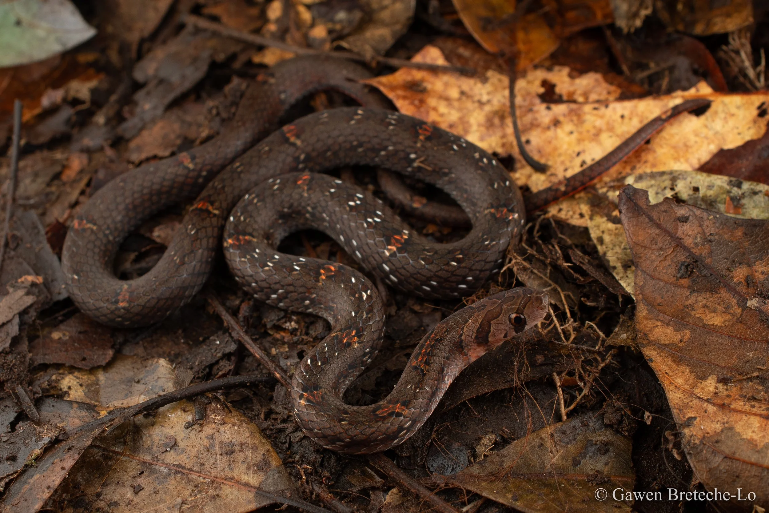 Everett's Kukri Snake (Oligodon everetti), Sabah, Borneo 2025