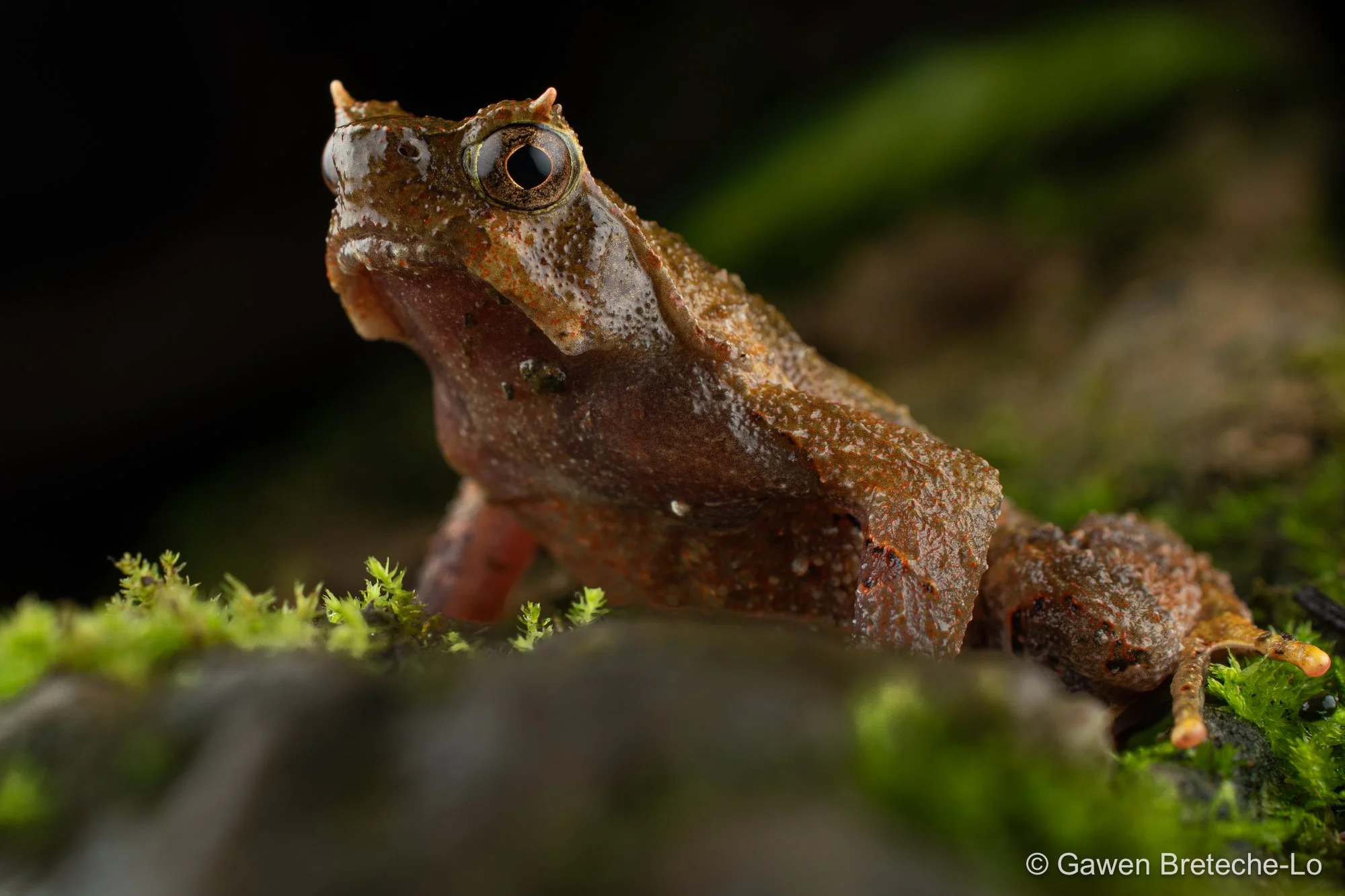 Narrow-mouthed Horned Toad (Ophryophryne microstoma), North Vietnam 2026