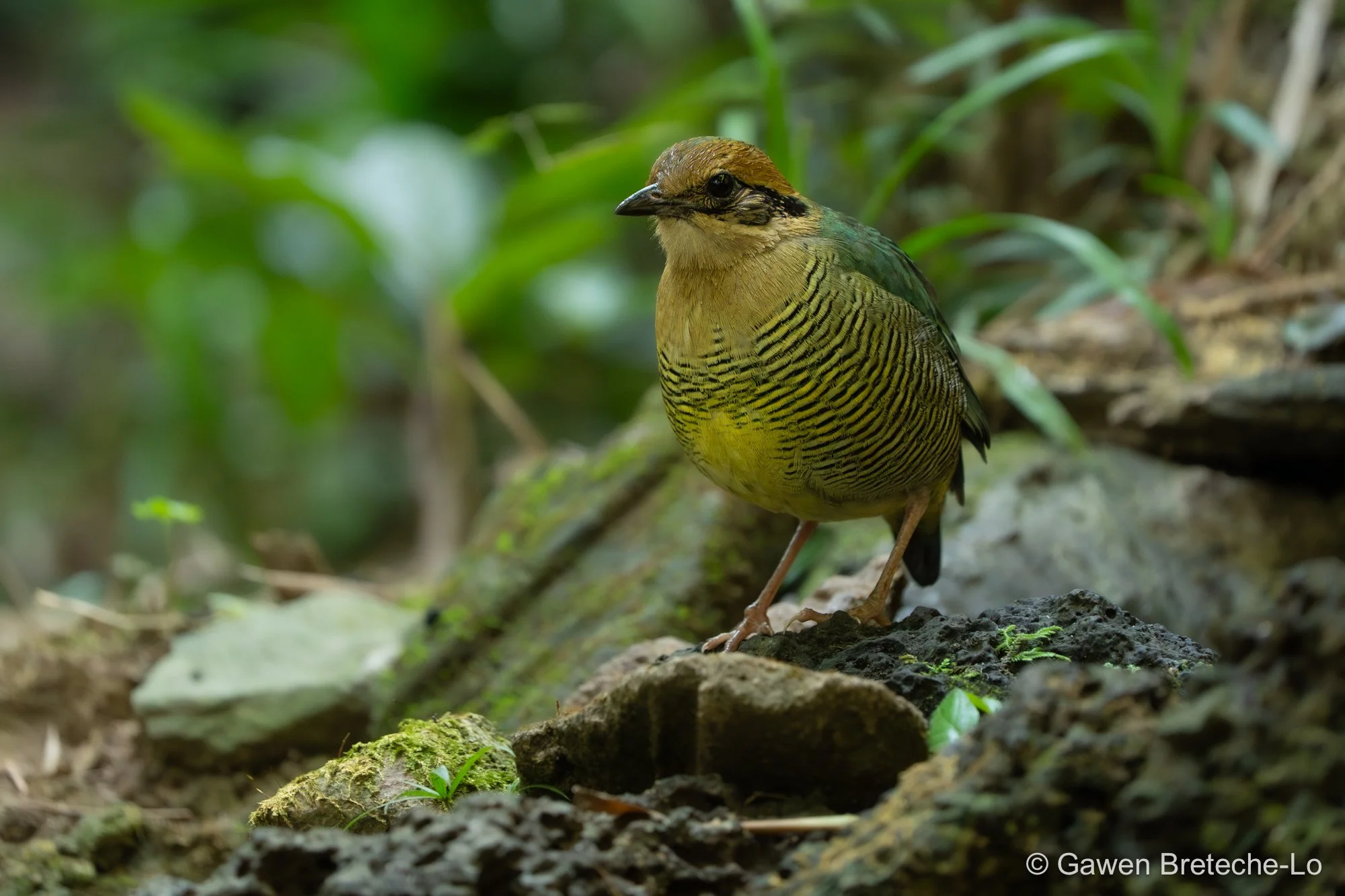 Bar-bellied Pitta (Hydrornis elliotii), South Vietnam 2026