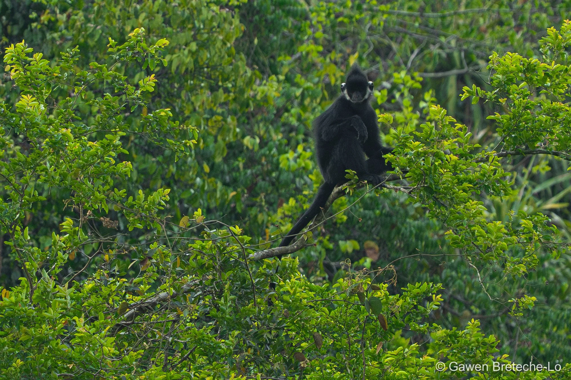 Hatinh Lutung (Trachypithecus hatinhensis), Central Vietnam 2026