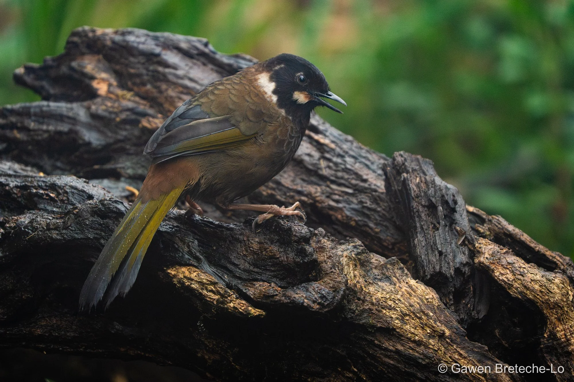 Black-faced Laughingthrush (Trochalopteron affine), North Vietnam 2026