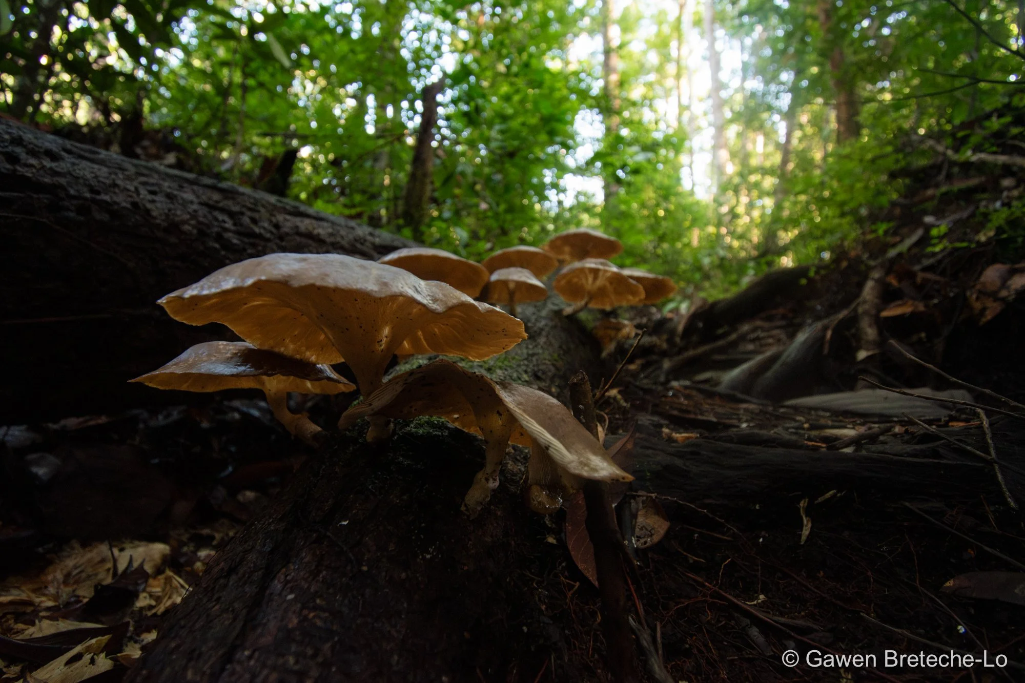 Mushrooms emerging from decaying log ● Sarawak, Borneo 2018