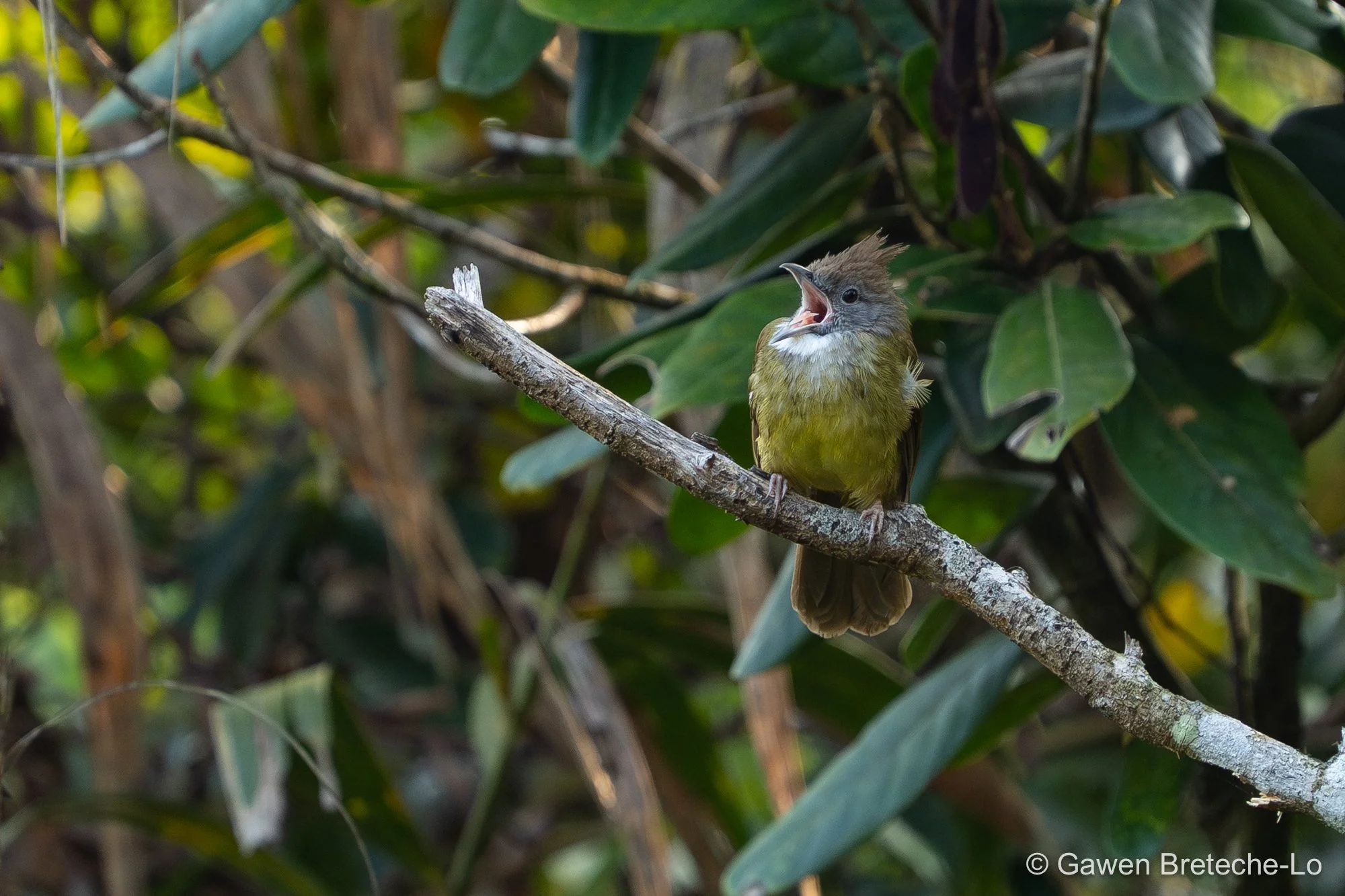 Puff-throated Bulbul (Alophoixus pallidus), Central Vietnam 2026