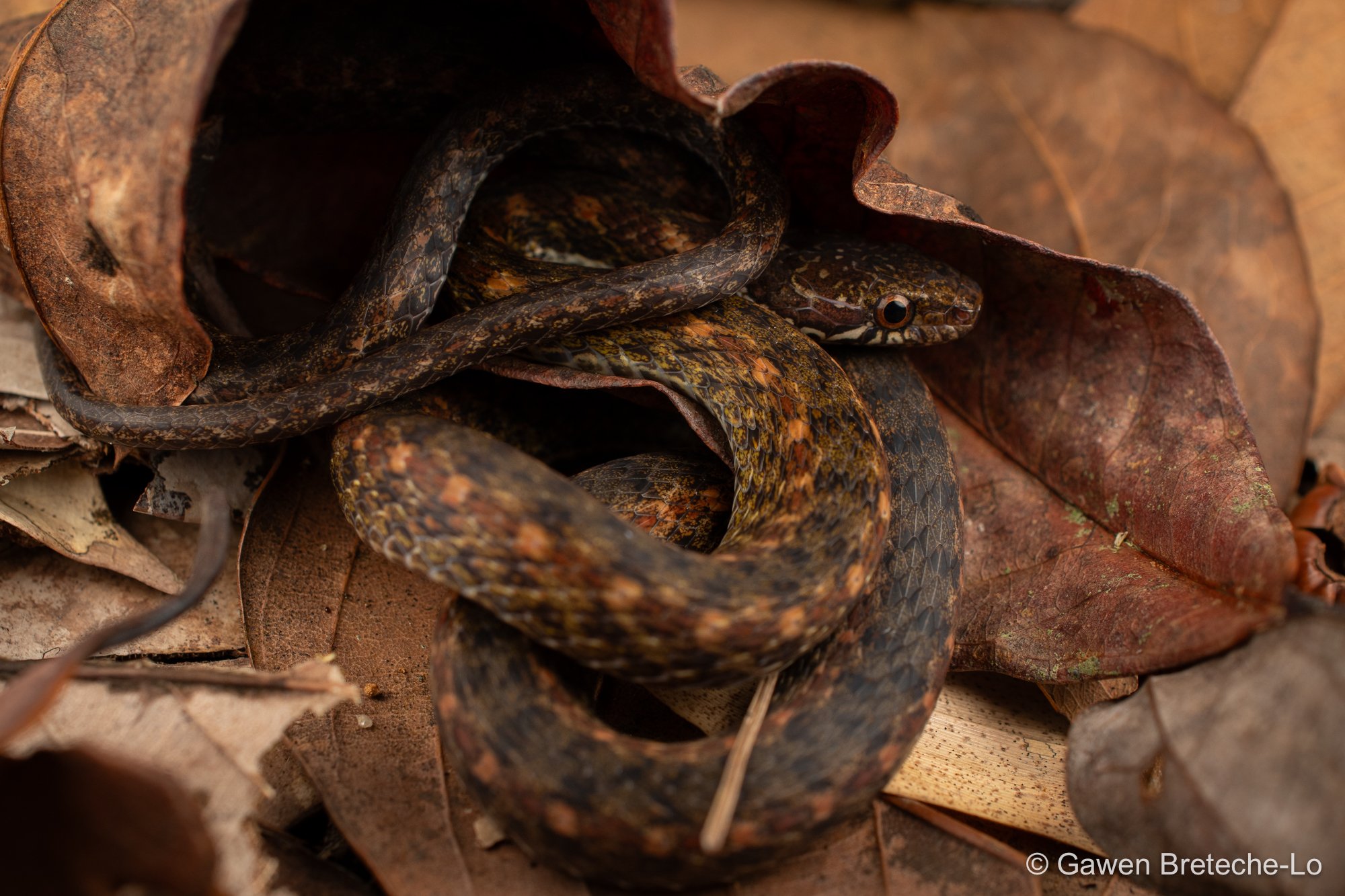 Tai-yong Keelback (Hebius boulengeri), Central Vietnam 2026