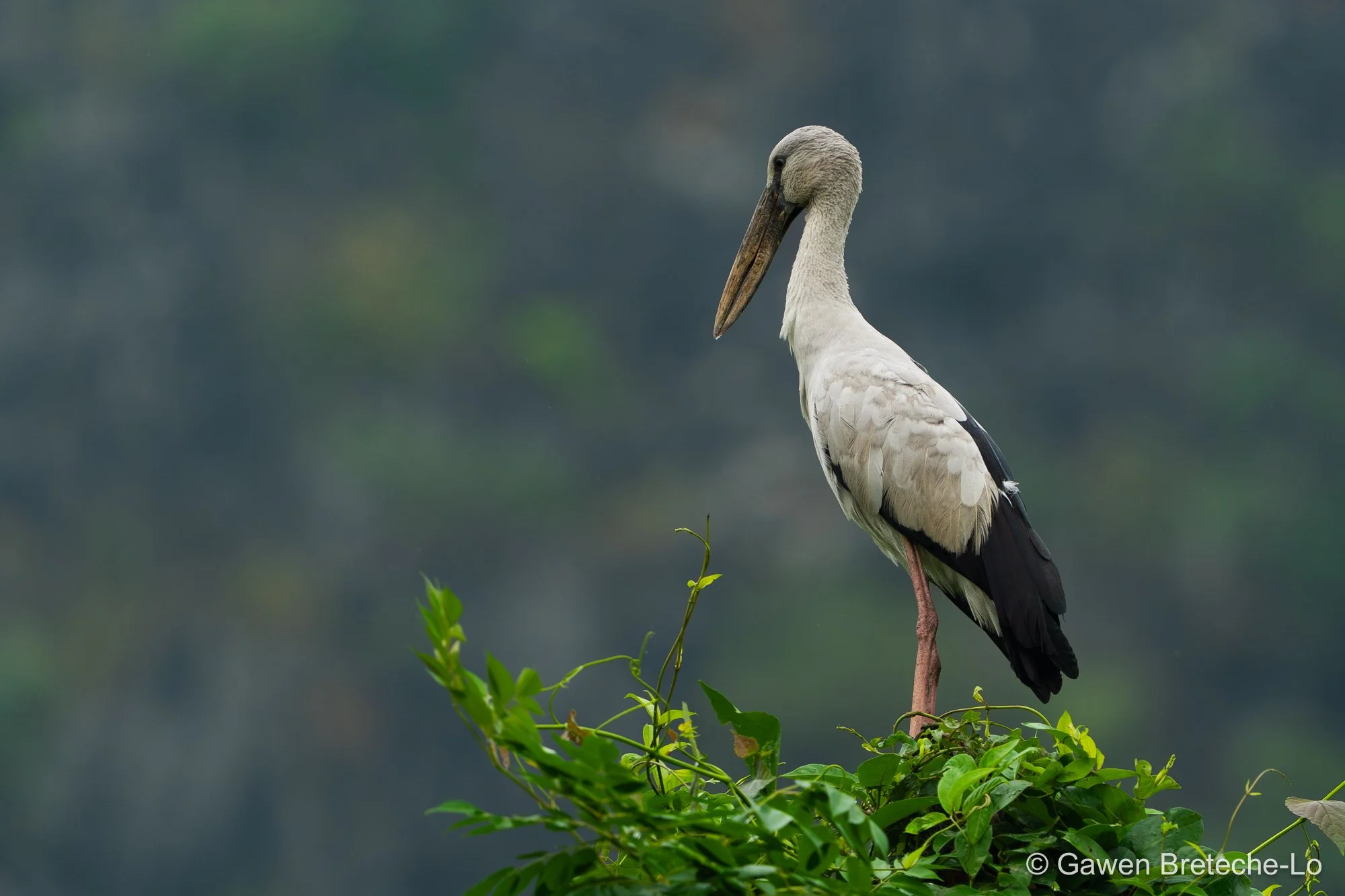 Asian Openbill (Anastomus oscitans), North Vietnam 2026