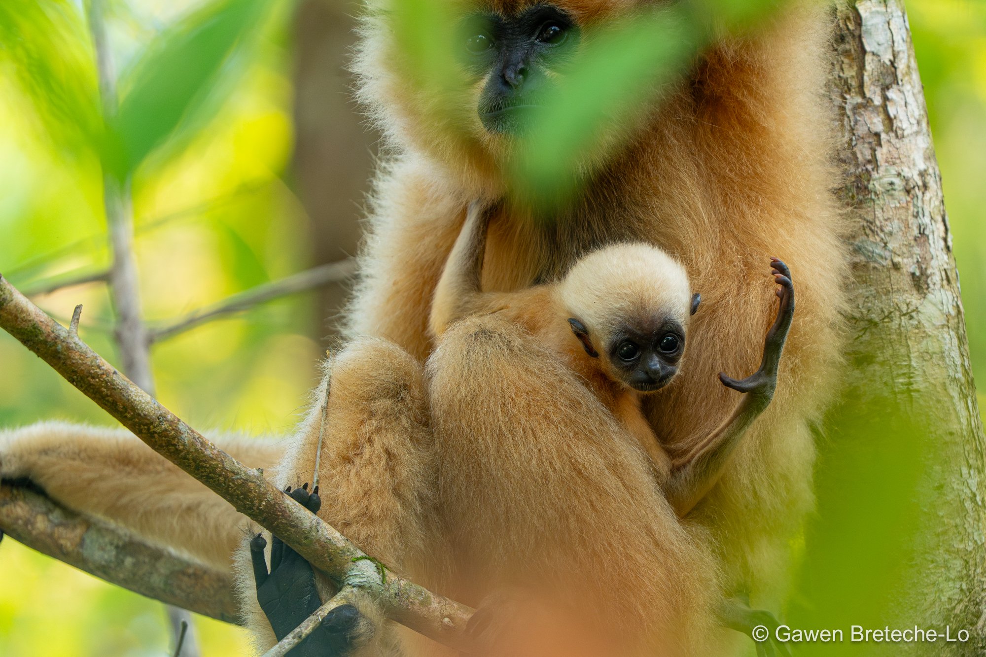 Southern Yellow-cheeked Gibbon (Nomascus gabriellae), South Vietnam 2026