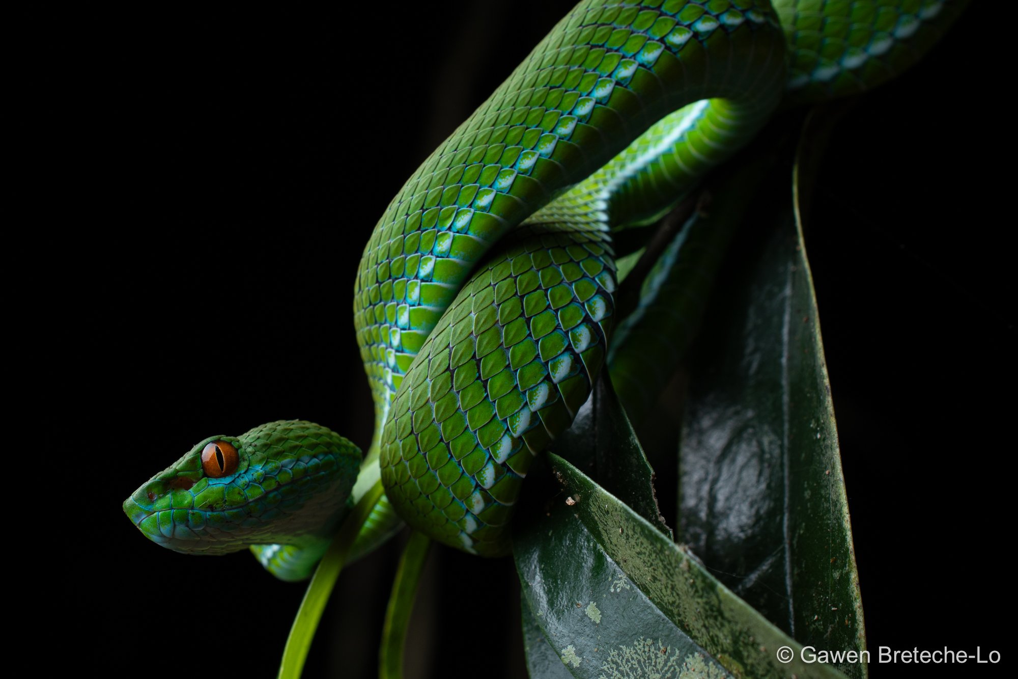 Ruby-eyed Green Pitviper (Trimeresurus rubeus), South Vietnam 2026