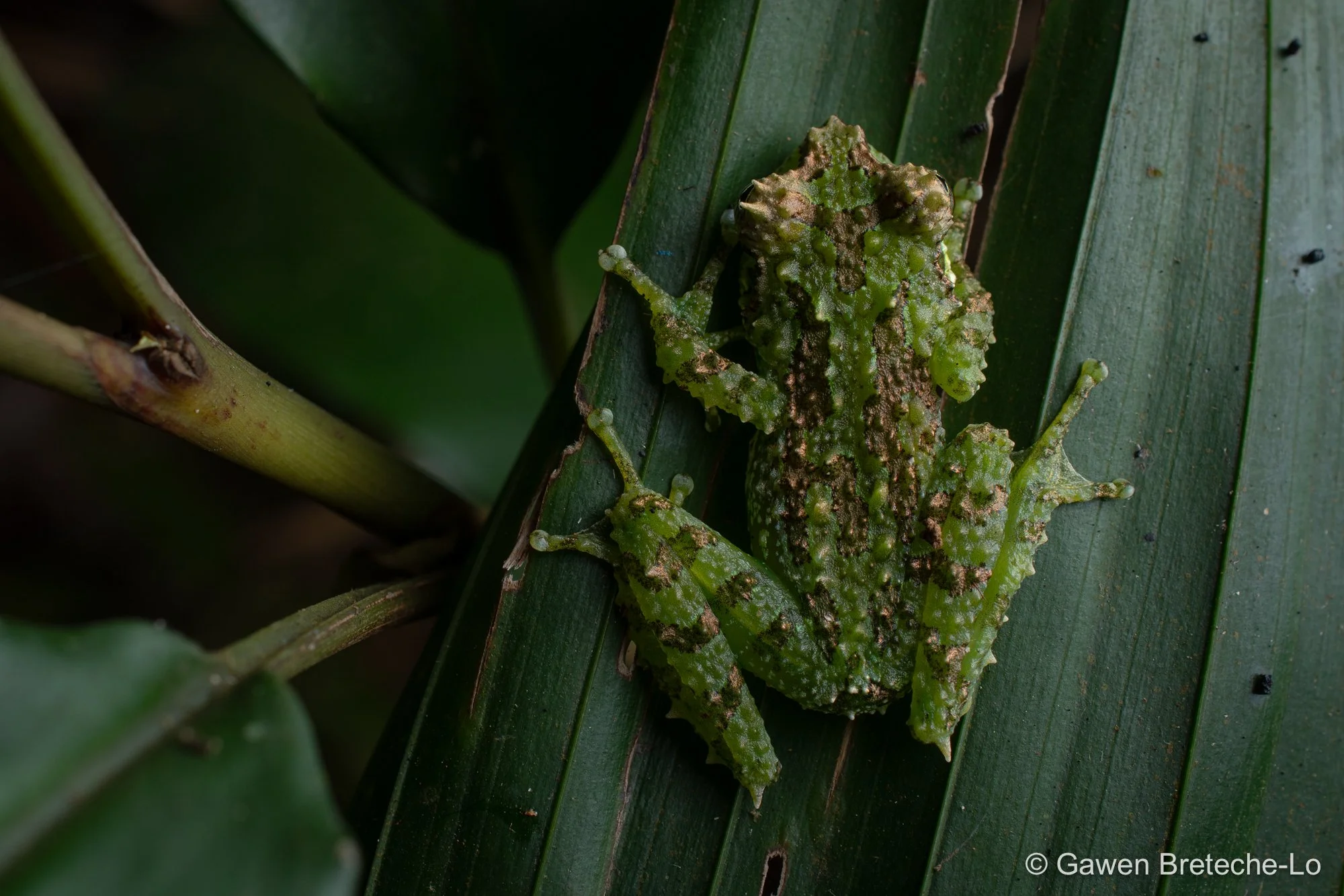 Tiny Bubble-nest Frog (Gracixalus supercornutus), Central Vietnam 2026
