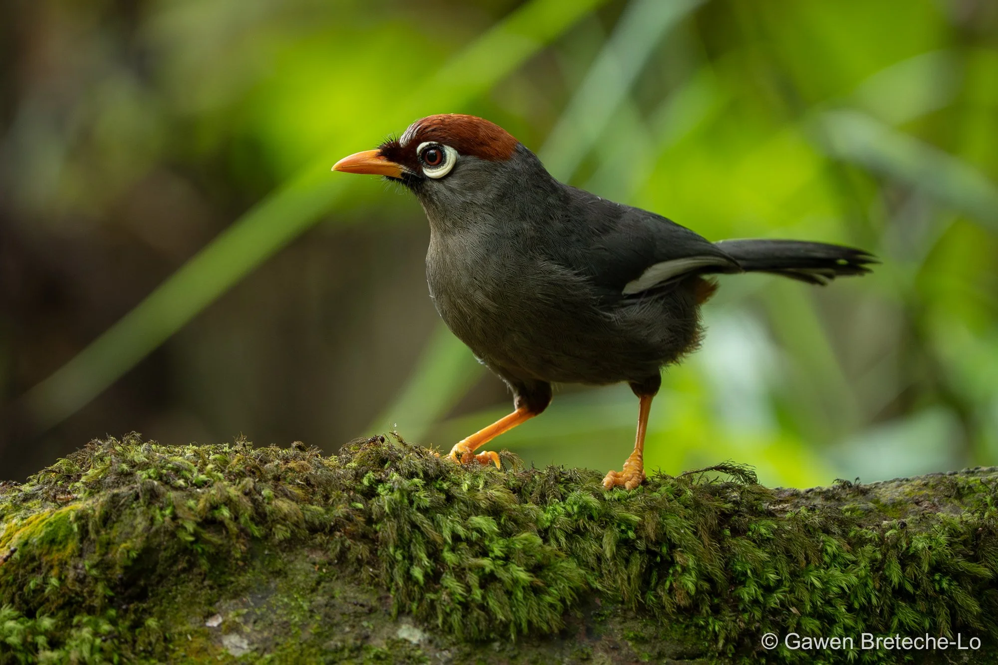 Chestnut-capped Laughingthrush (Pterorhinus mitratus), Pahang, Malaysia 2026