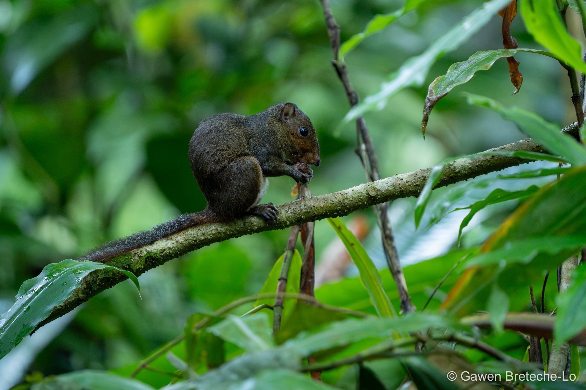 Asian Red-cheeked Squirrel (Dremomys rufigenis), Pahang, Malaysia 2026