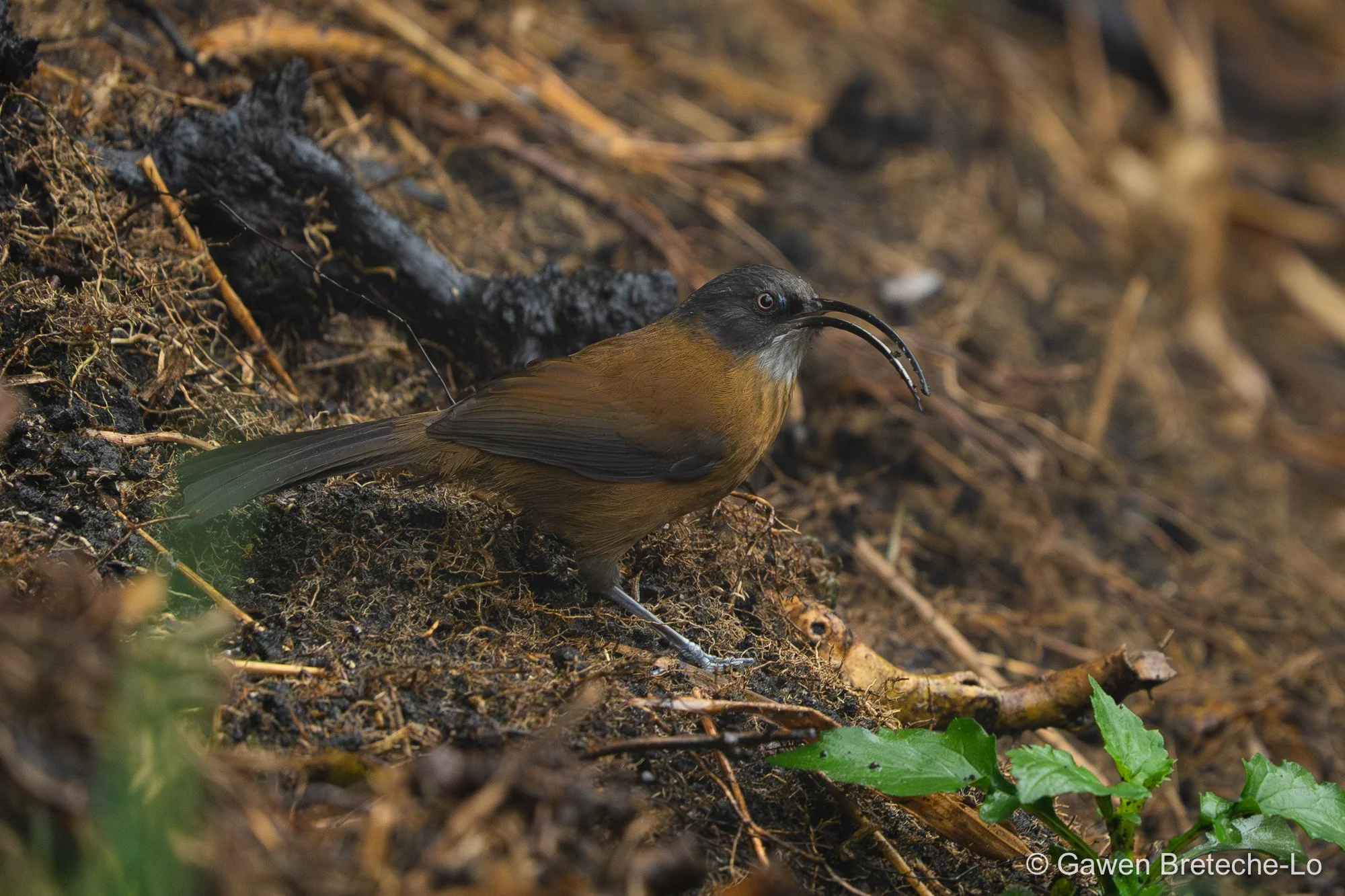 Slender-billed Scimitar-Babbler (Pomatorhinus superciliaris), North Vietnam 2026