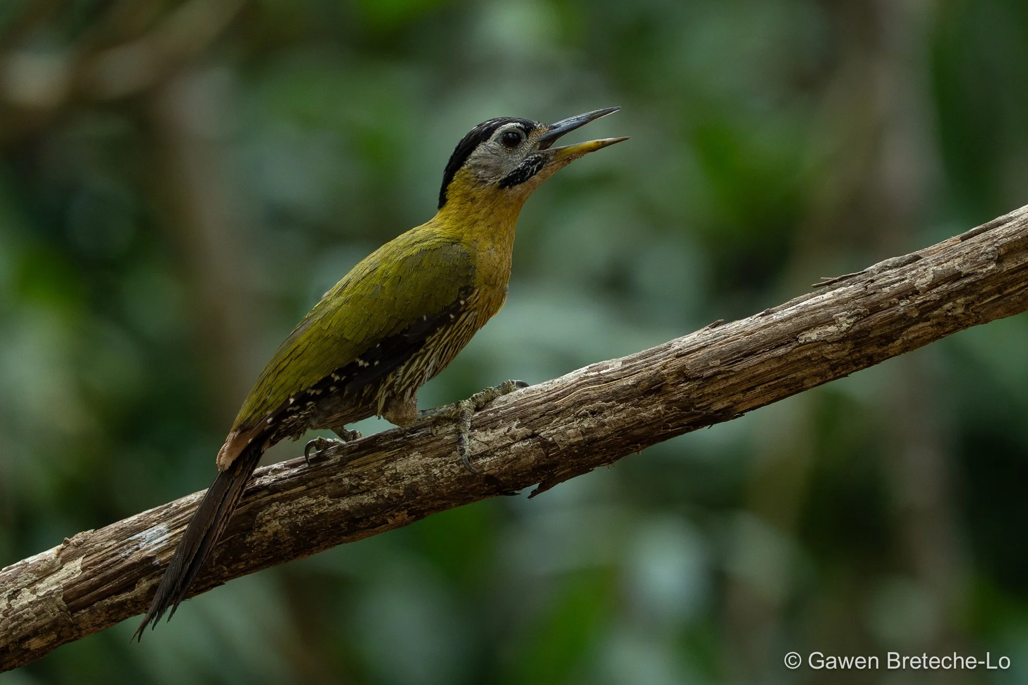 Laced Woodpecker (Picus vittatus), South Vietnam 2026
