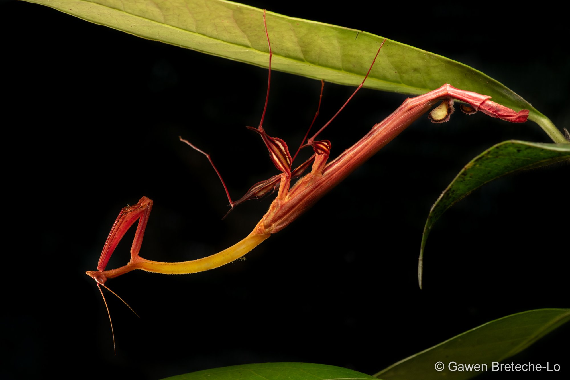 Dragon Mantis (Toxodera integrifolia) ● Sabah, Borneo 2024