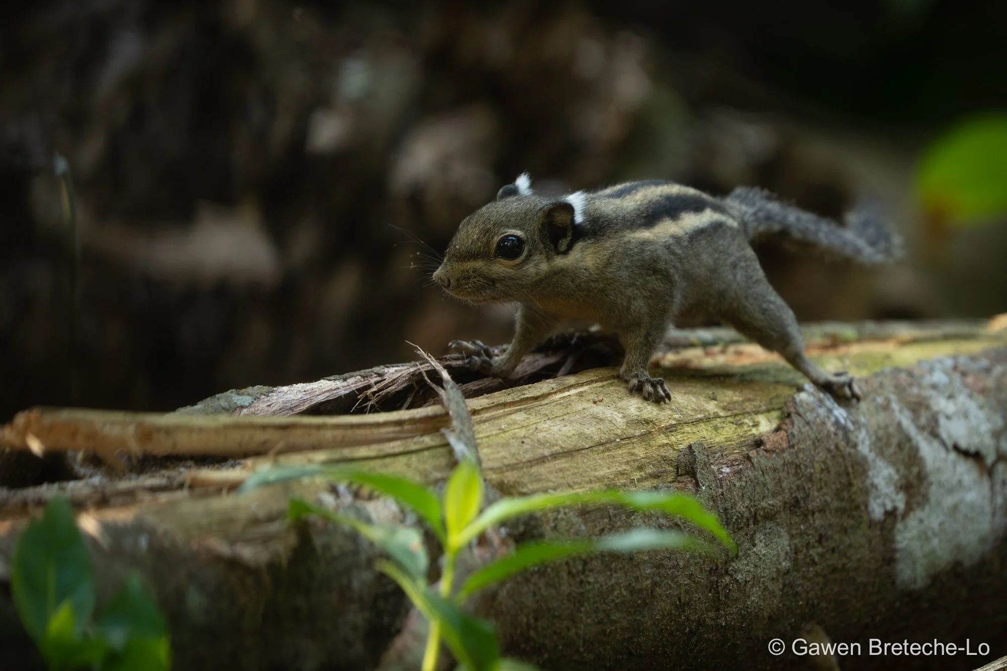 Himalayan Striped Squirrel (Tamiops mcclellandii), Pahang, Malaysia 2026