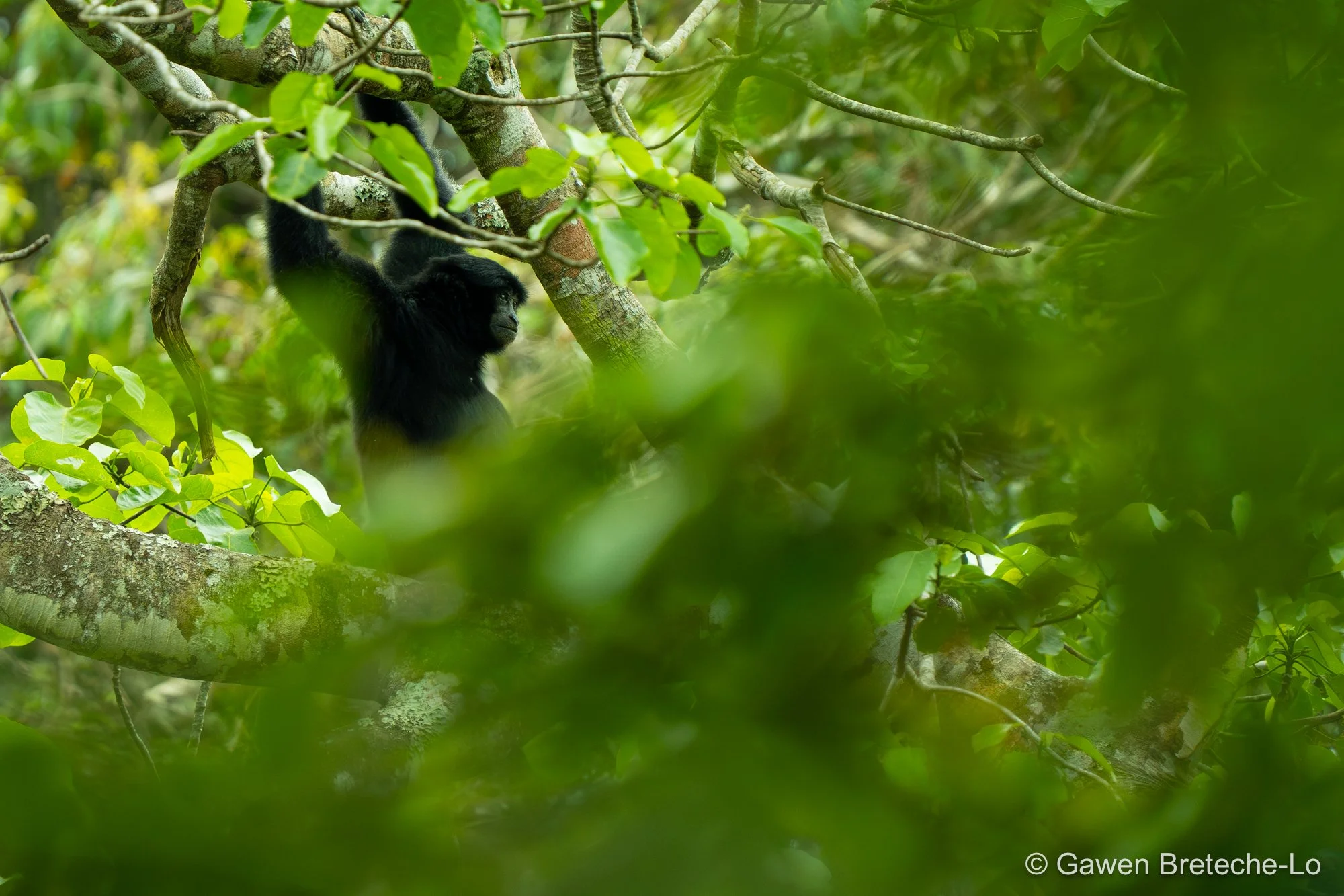 Siamang (Symphalangus syndactylus), Pahang, Malaysia 2026