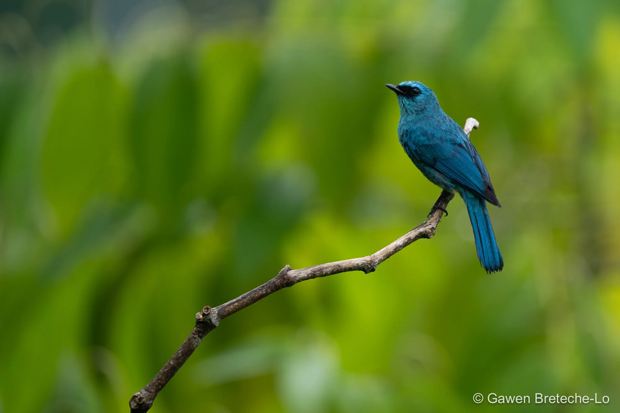 Verditer Flycatcher (Eumyias thalassinus), Pahang, Malaysia 2026
