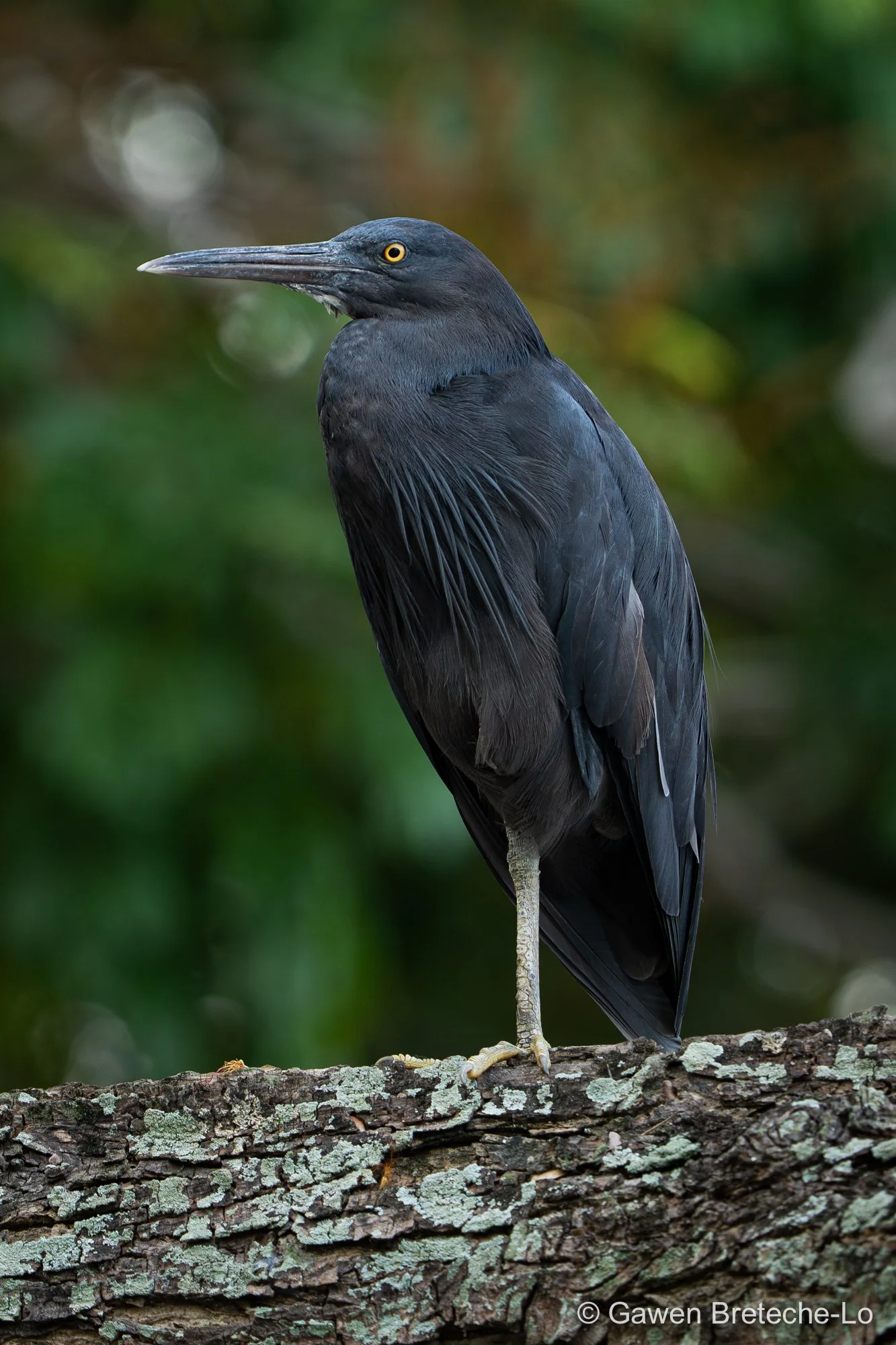 Pacific Reef Heron (Egretta sacra) ● Sabah, Borneo 2024