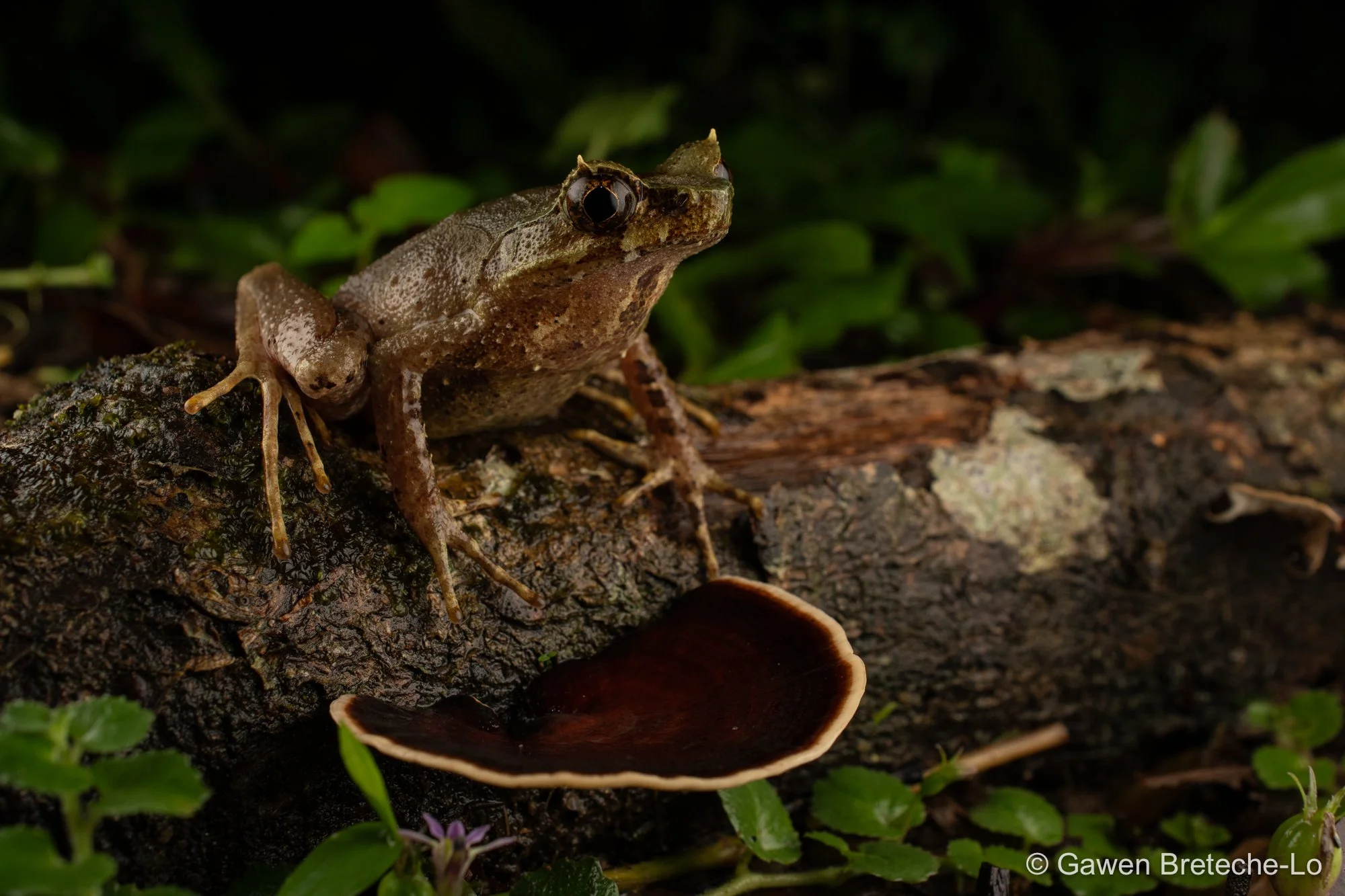 Slender-legged Horned Frog (Grillitschia longipes), Pahang, Malaysia 2026