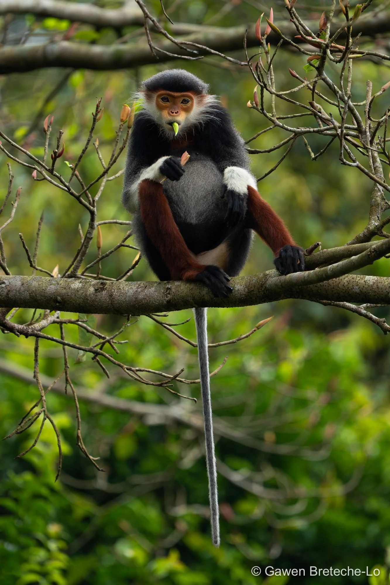 Red-shanked Douc Langur (Pygathrix nemaeus), Central Vietnam 2026