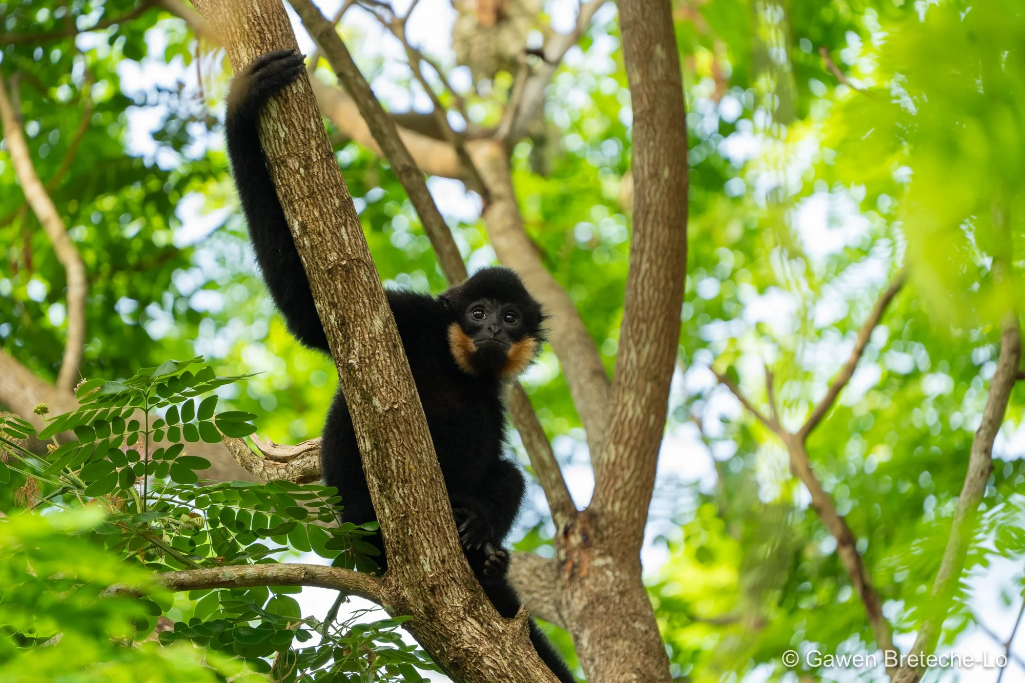 Southern Yellow-cheeked Gibbon (Nomascus gabriellae), South Vietnam 2026