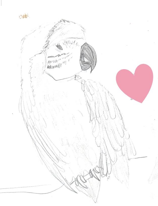 A hand-drawn sketch of a parrot wearing a Santa hat, with a pink heart next to it.