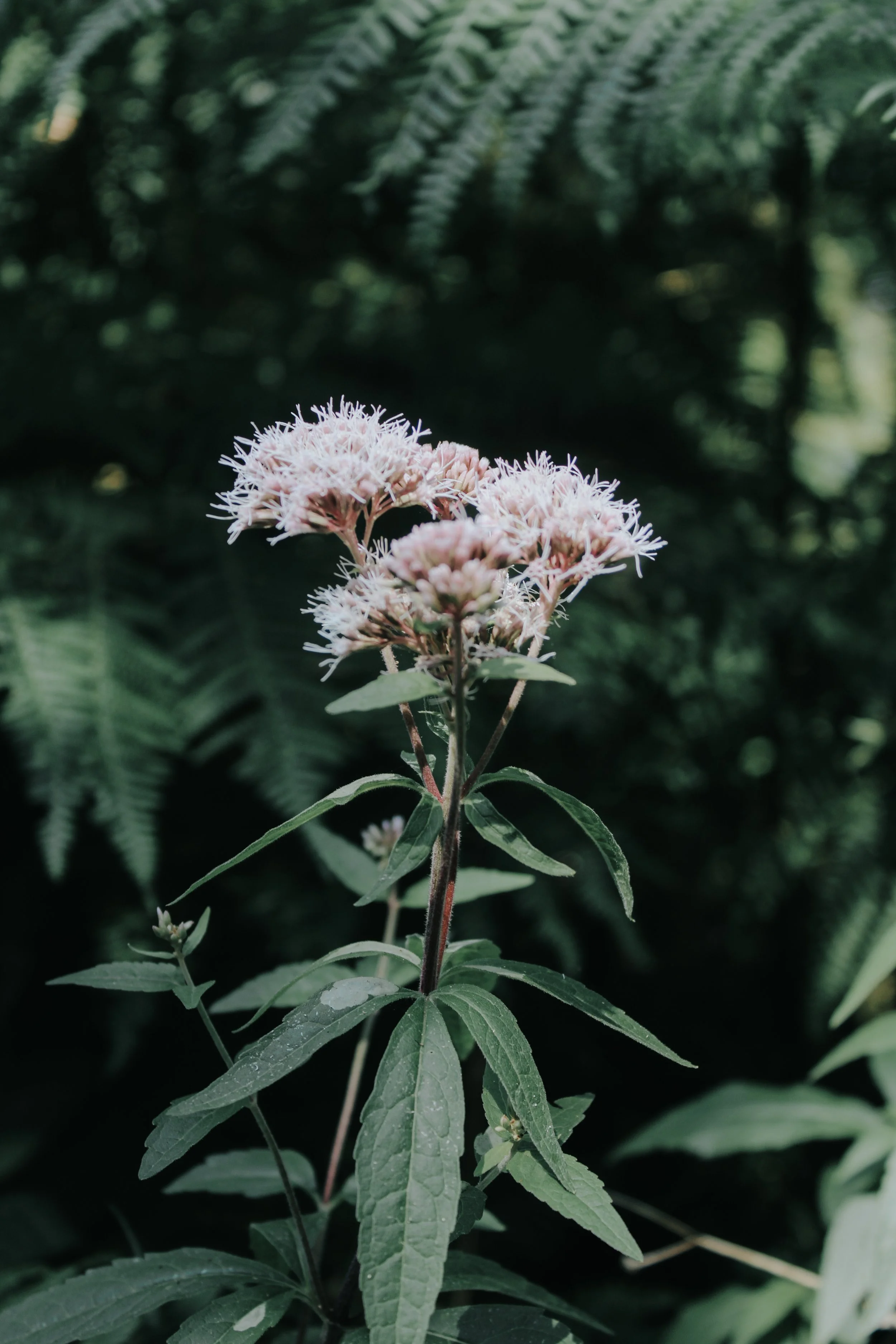 Mentalización y Arteterapia