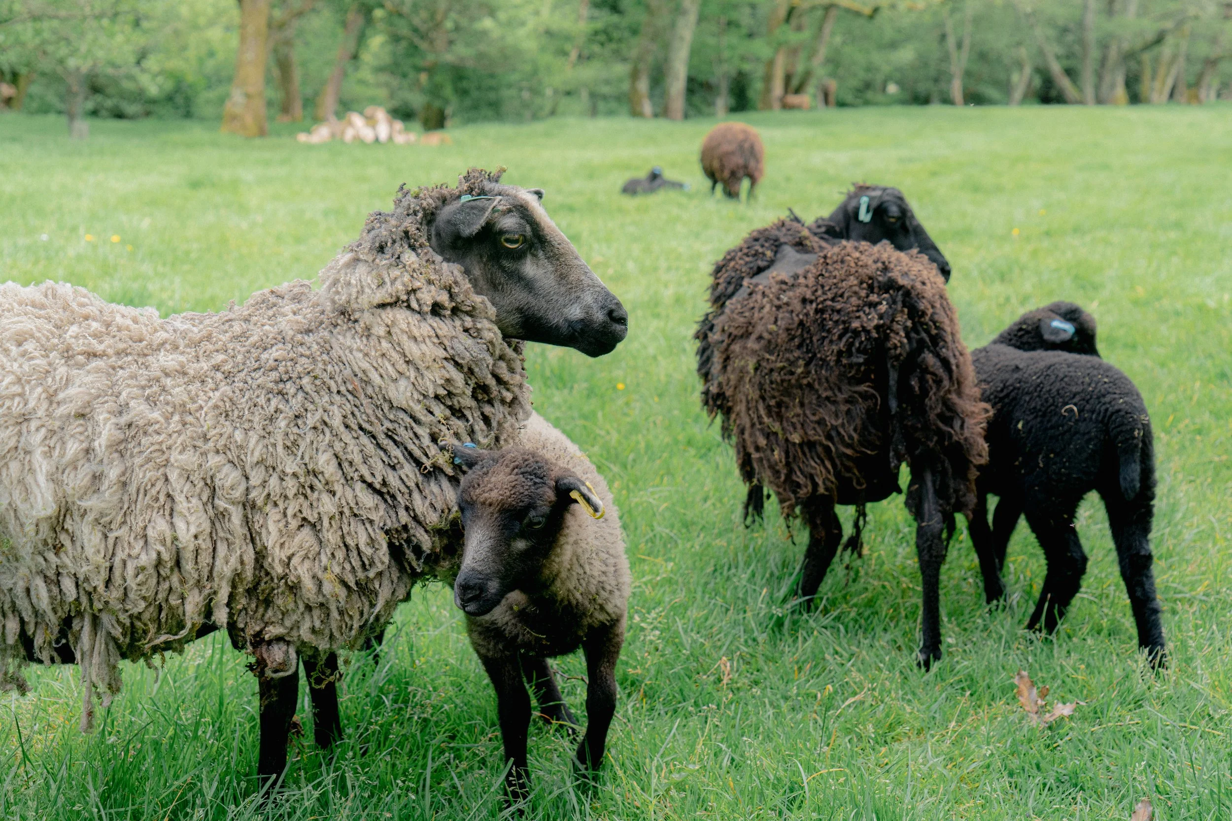 Devon Sheep