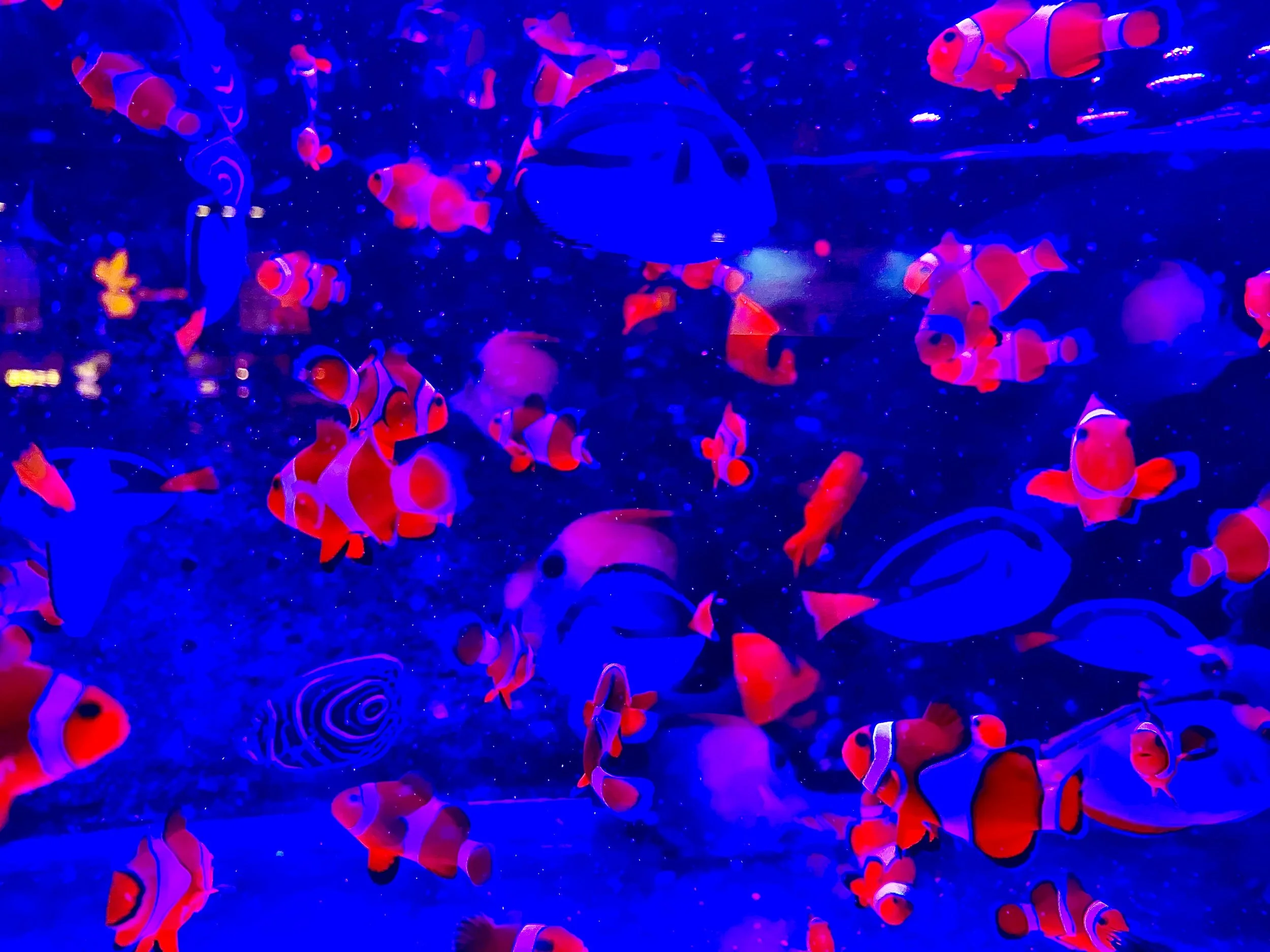 IMG_0200 - Joy Boy.jpeg