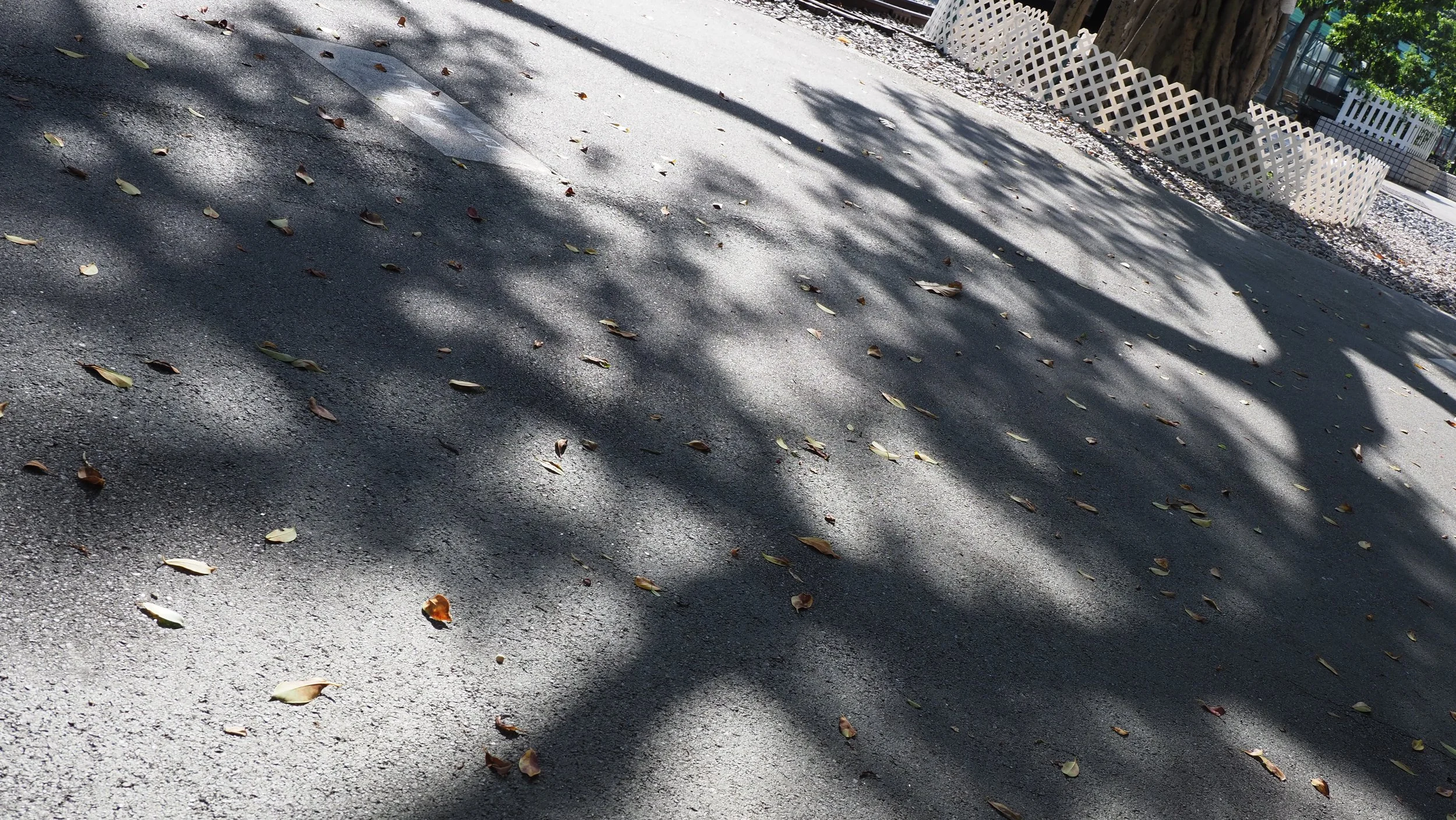 P1010066 - Lee Ringo.JPG