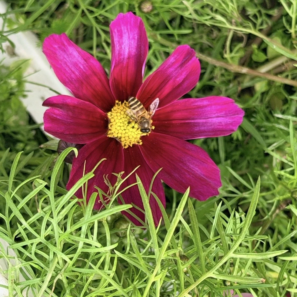 IMG_7997 - Pik Ching Pansy Wan.jpeg