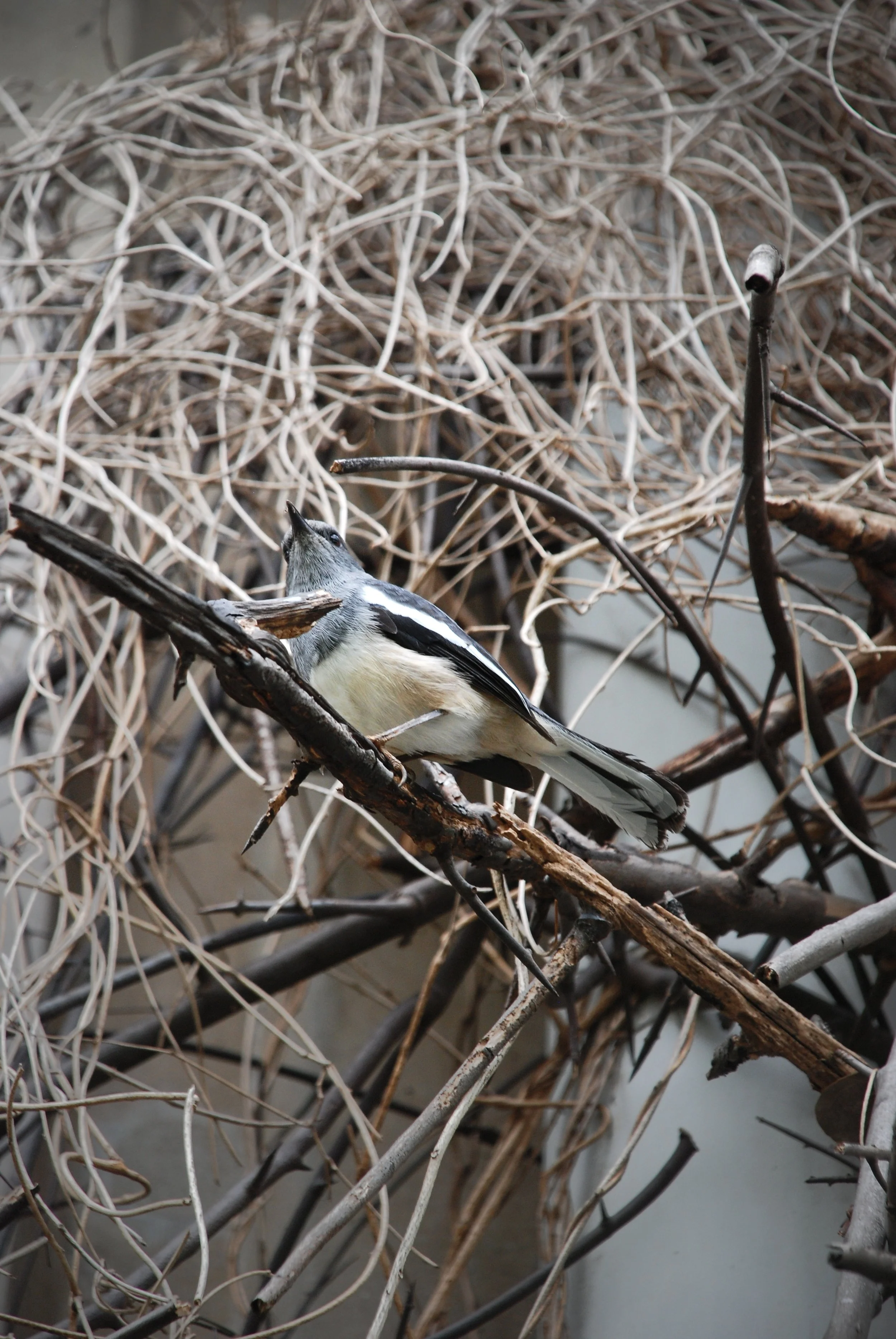 DSC_0385 - 3A16 CHAN ON WO 3A16 陳安和.JPG