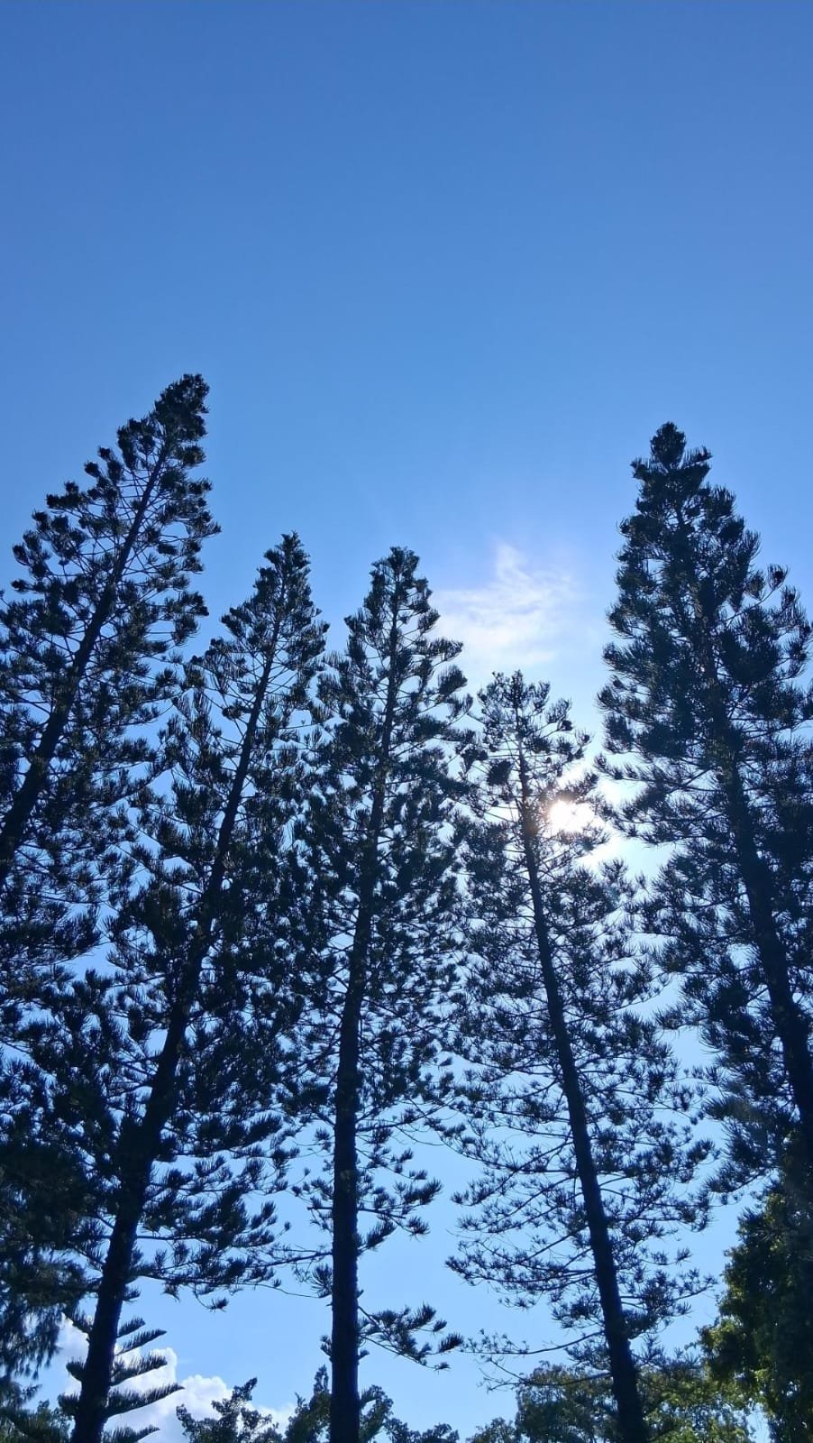 仰望盛夏 - carol li.jpeg
