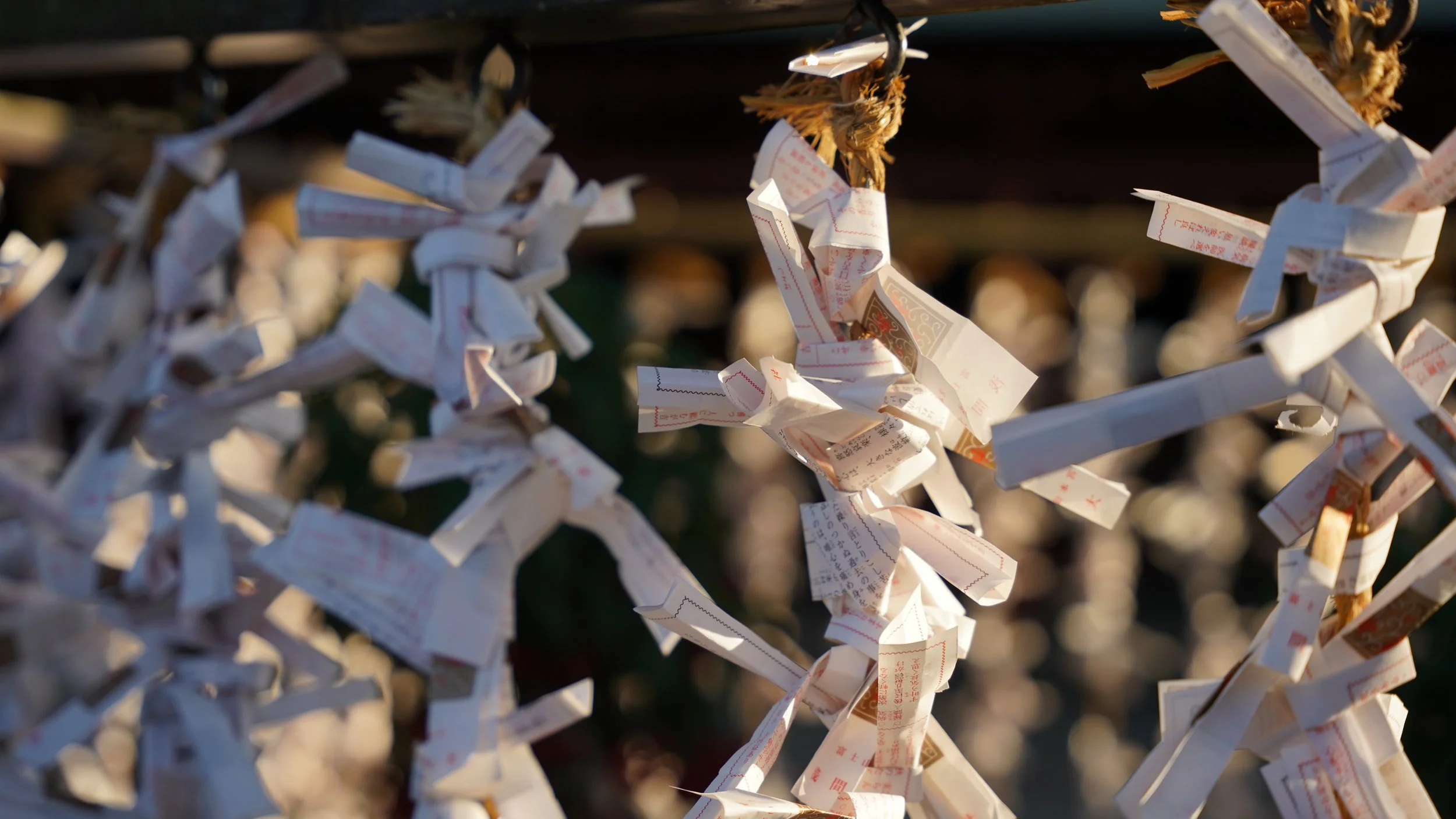 CCH09758 - Arthur(1).JPG