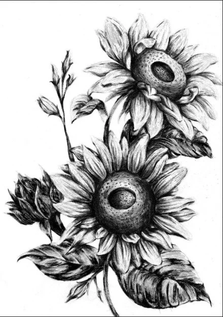 Yip Cheuk Lam 公開組 - 向日葵素描 - cheuk yip.jpeg