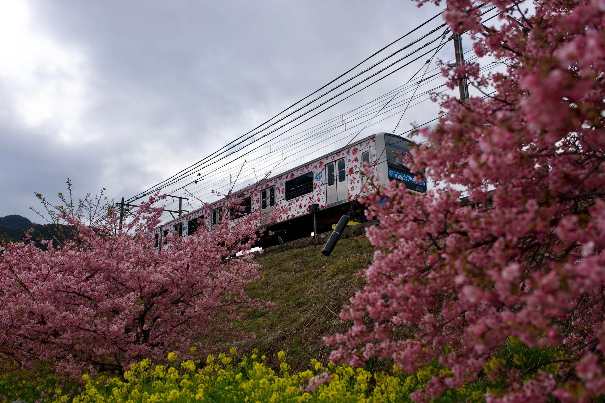 b7900a4f-906d-4678-bcf3-e9f0981af3d7 - Poyi Yim.jpeg