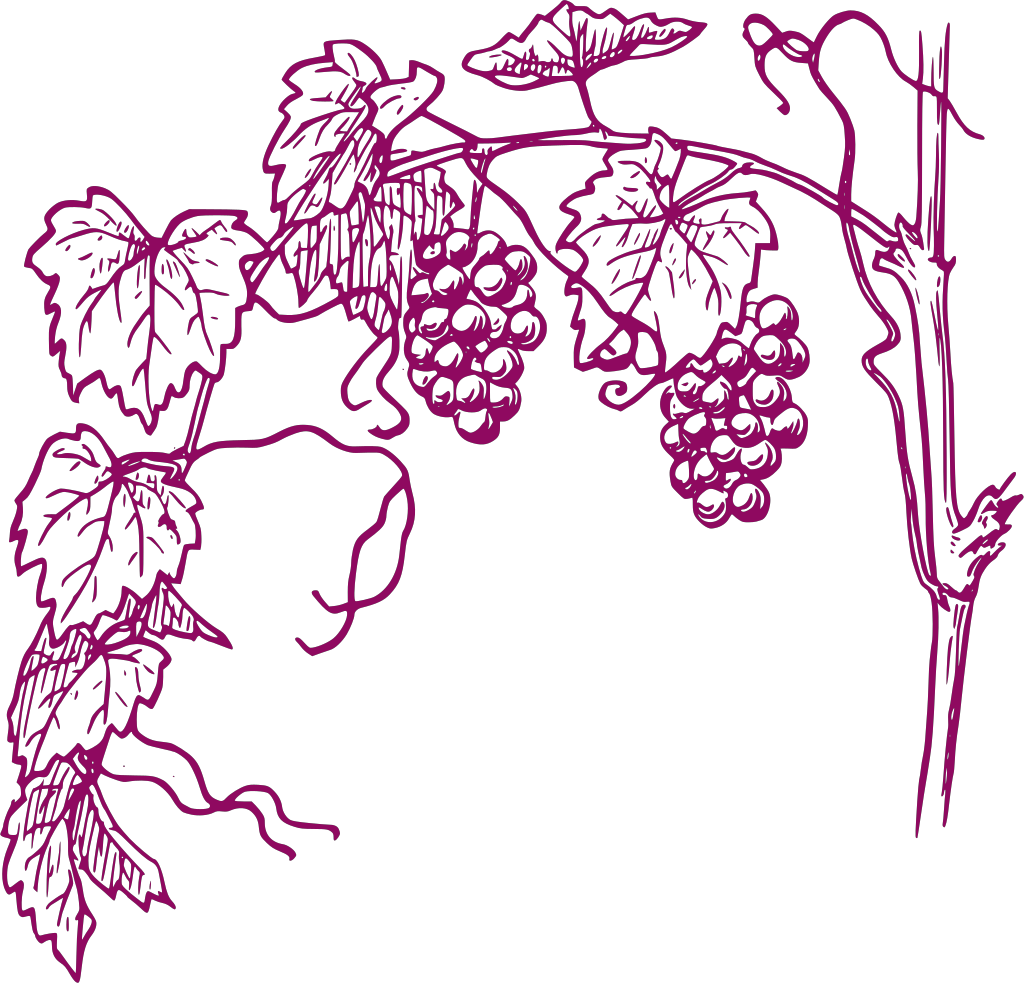 Chambre d'Hôtes dans les vignes Beaujolaises