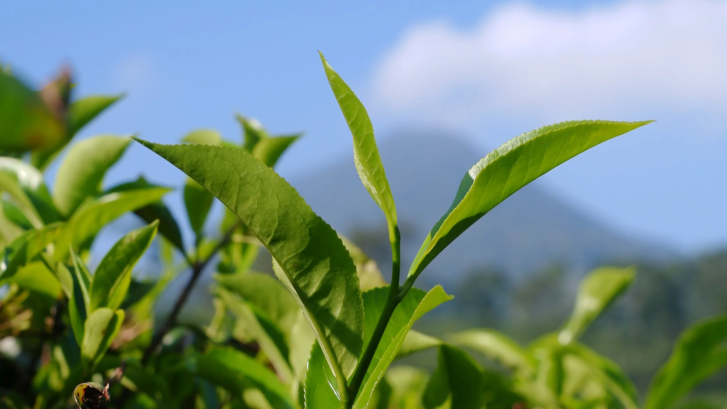 The Rise of the Functional Beverage: Shifting from 'Trendy Tea' to 'Super Drink'