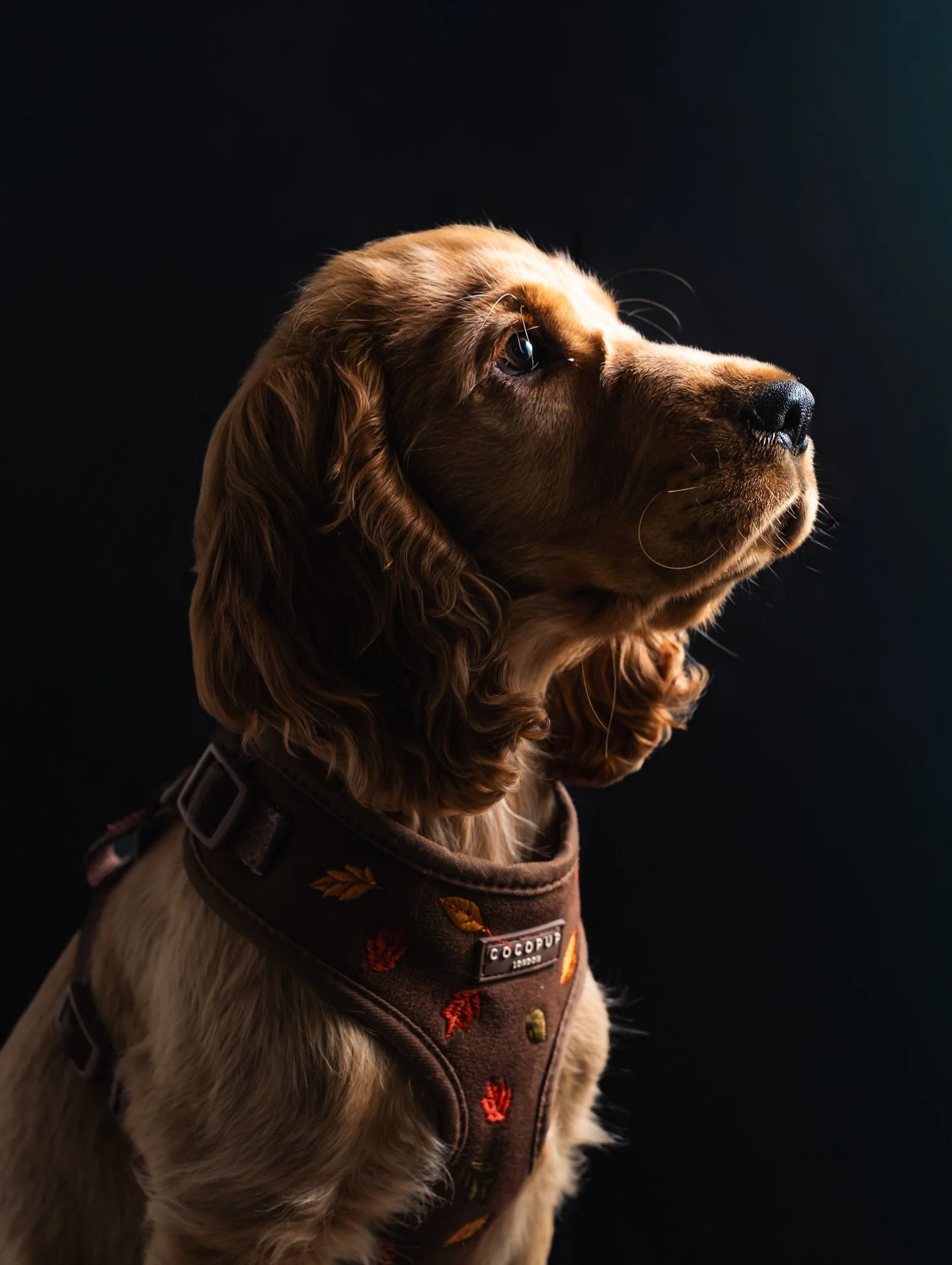 Qui a dit que le portrait &eacute;tait r&eacute;serv&eacute; aux humains ? 📸✨
Aujourd&rsquo;hui, c&rsquo;est le magnifique Alpy qui est pass&eacute; sous mes flashs. Ce Cocker a pos&eacute; comme un vrai pro pour nous offrir ce regard intense et ple