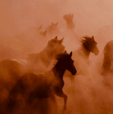 Equine Embodied Mirror