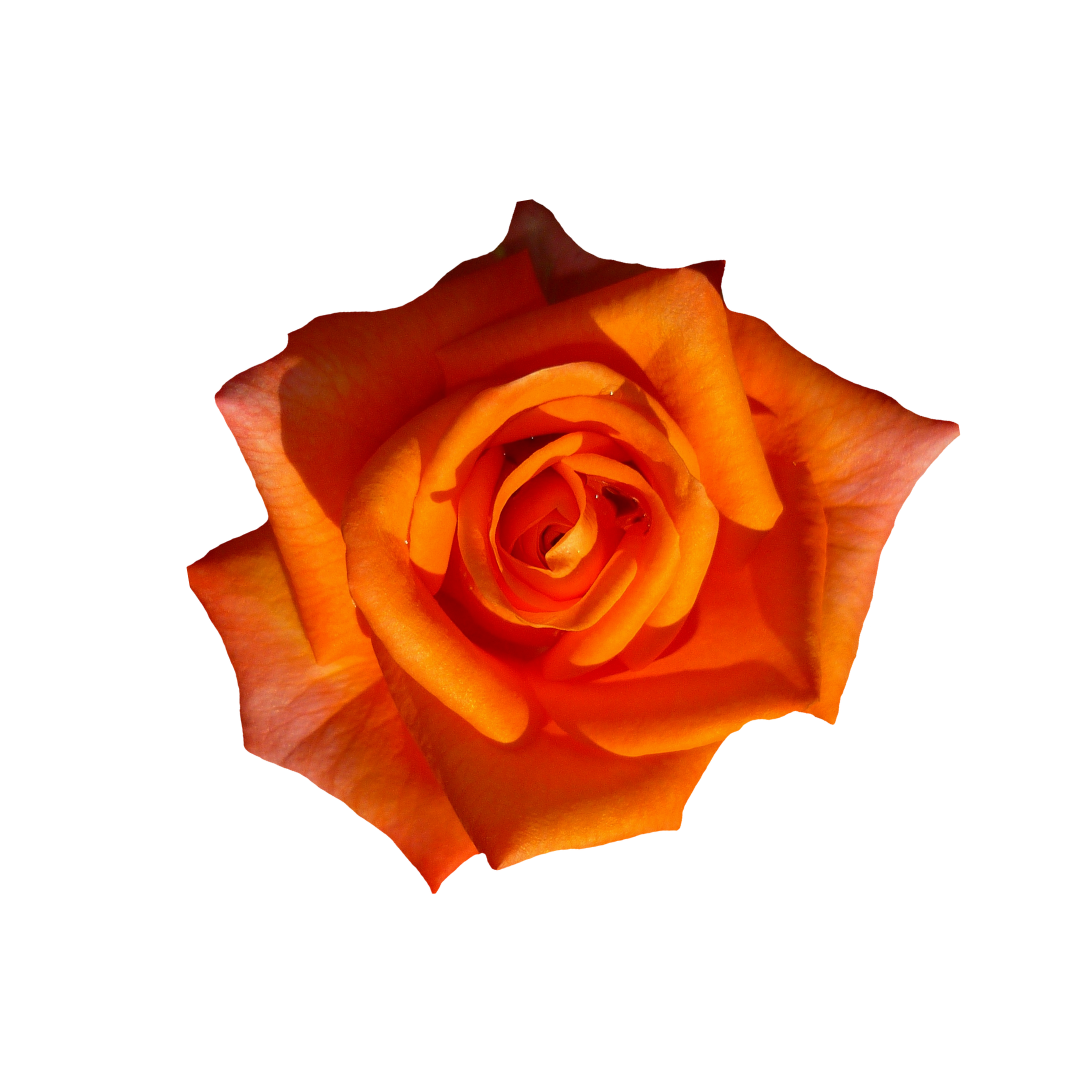 Raman Rose