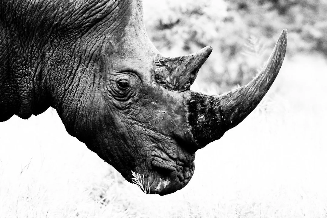 The Hedgehog &amp; the Rhino