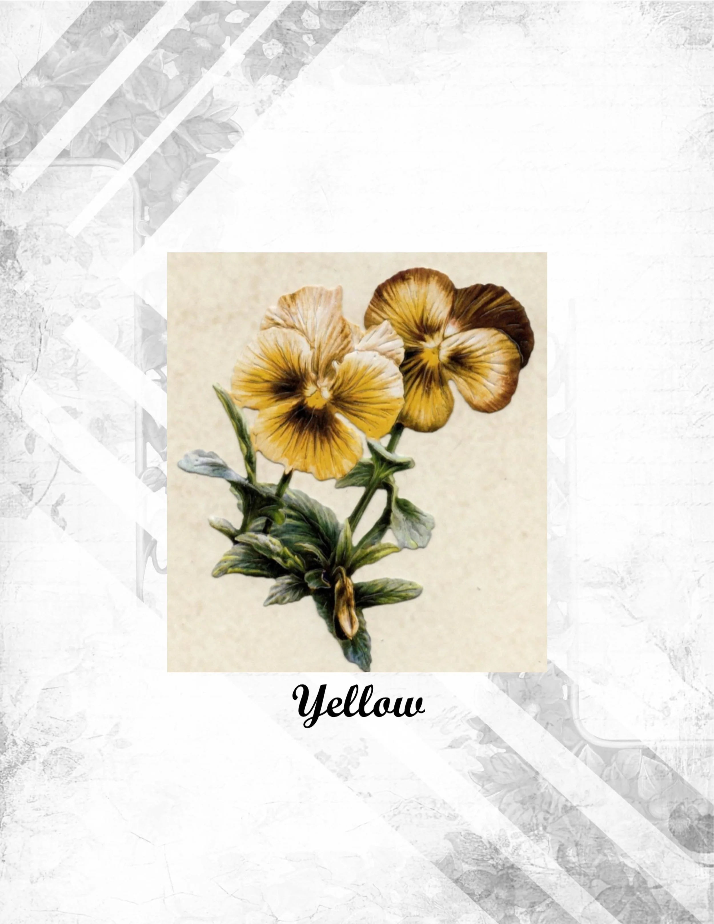 Yellow (2).jpg