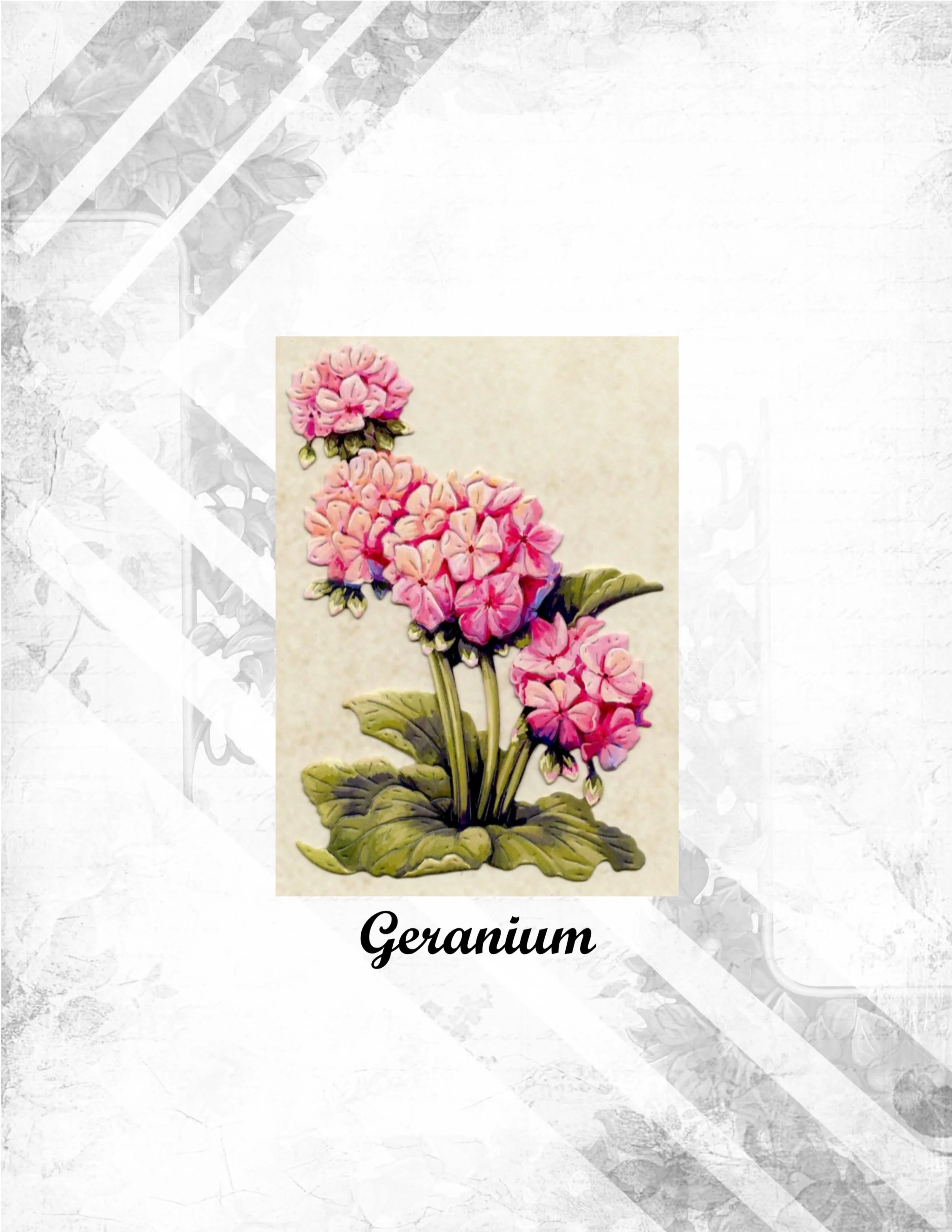 Geranium.jpg