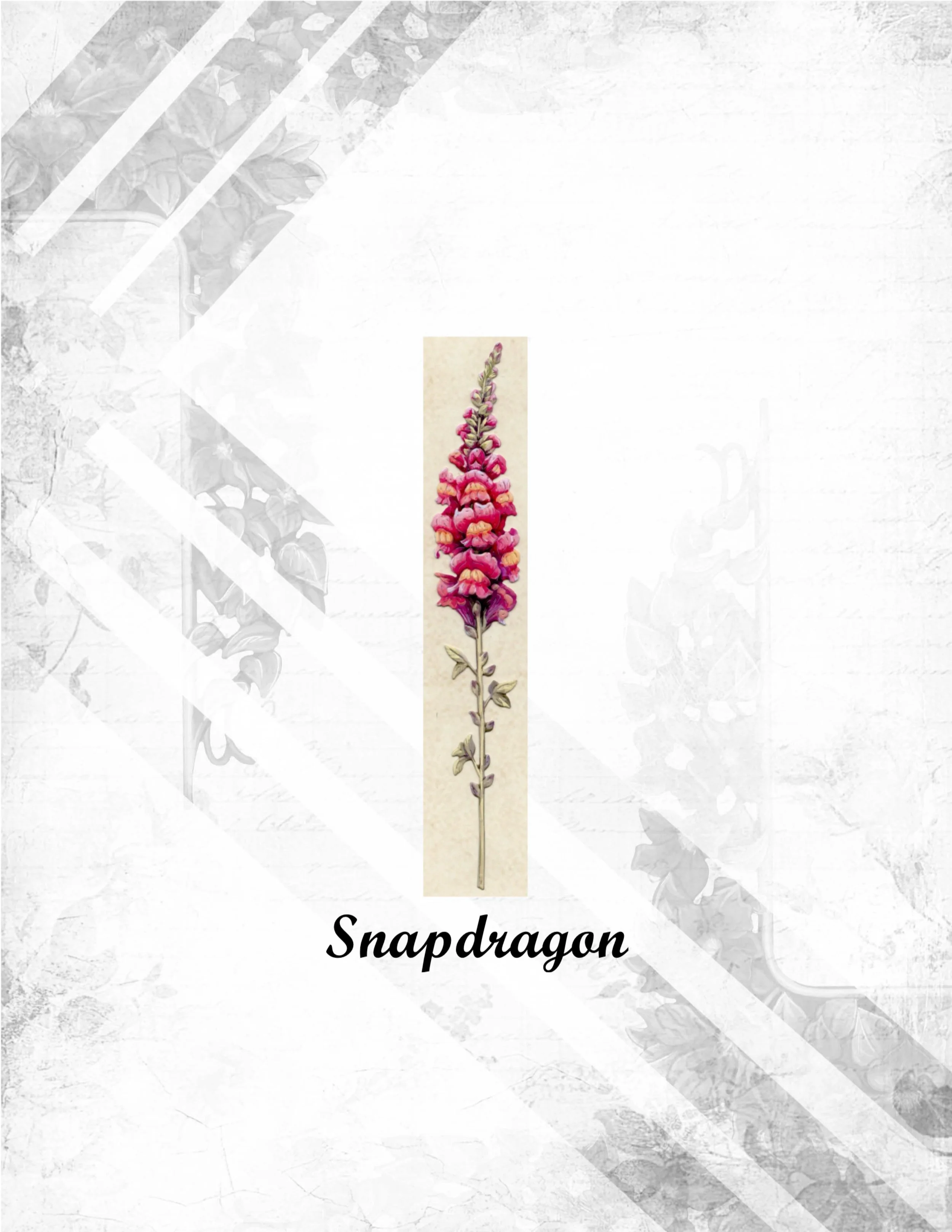 Snapdragon.jpg
